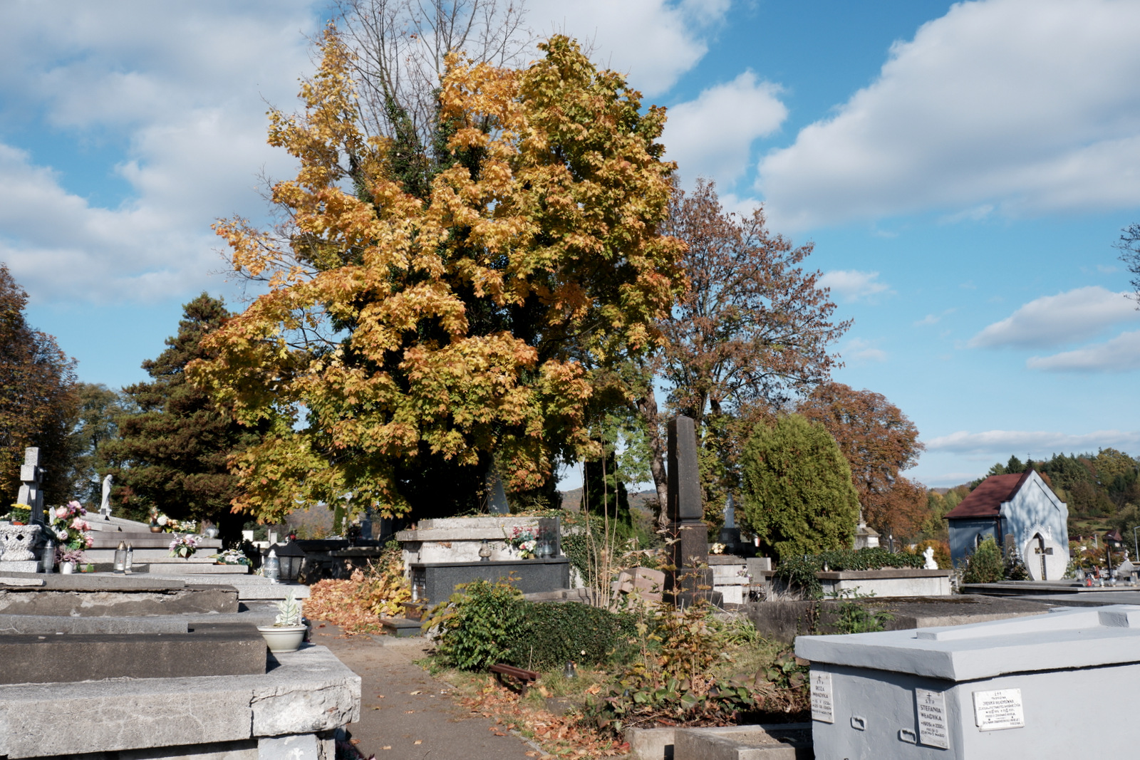 Nazwa:  DSCF8294.JPG
Wyświetleń: 291
Rozmiar:  787,5 KB