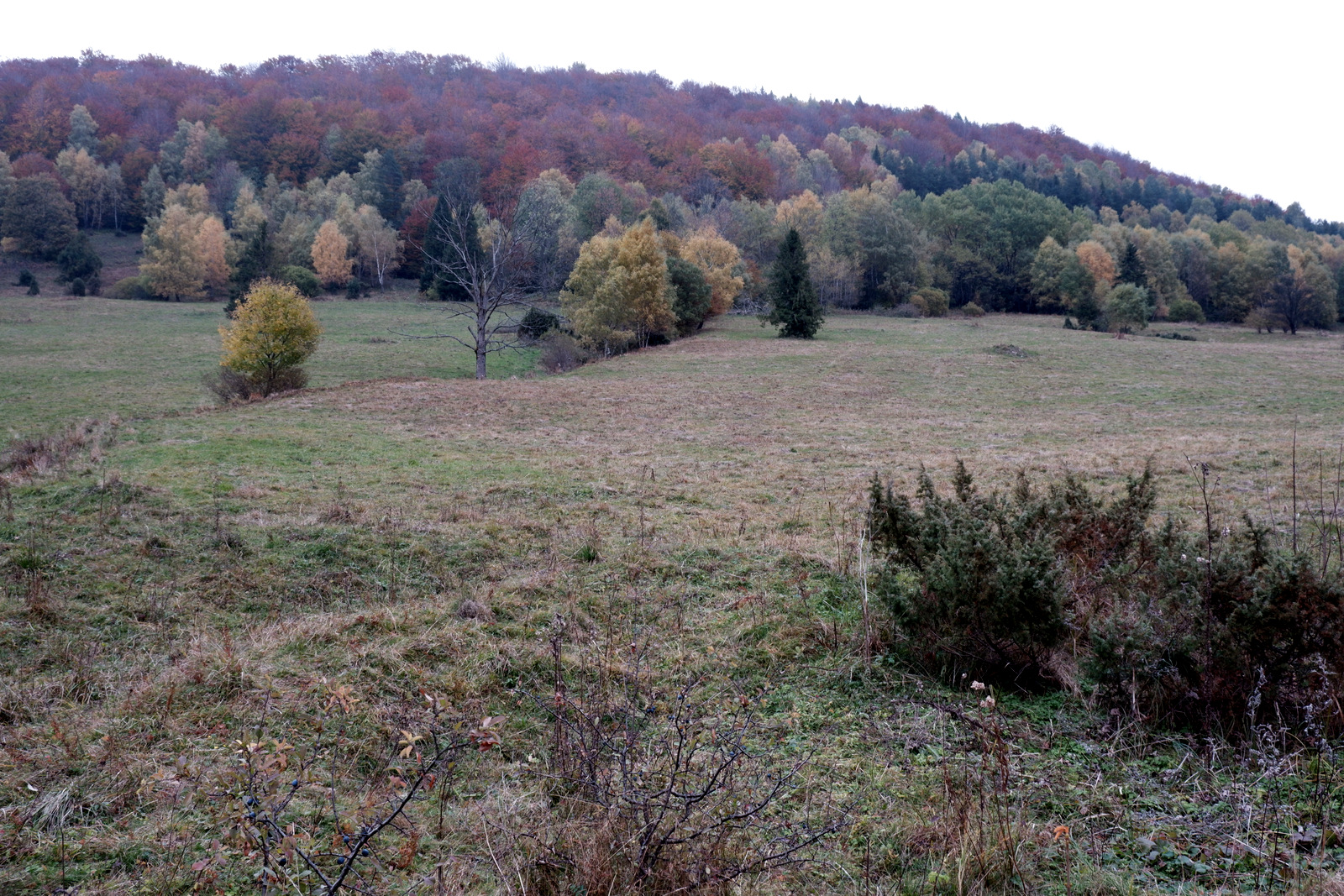 Nazwa:  DSCF8420.JPG
Wyświetleń: 249
Rozmiar:  917,3 KB