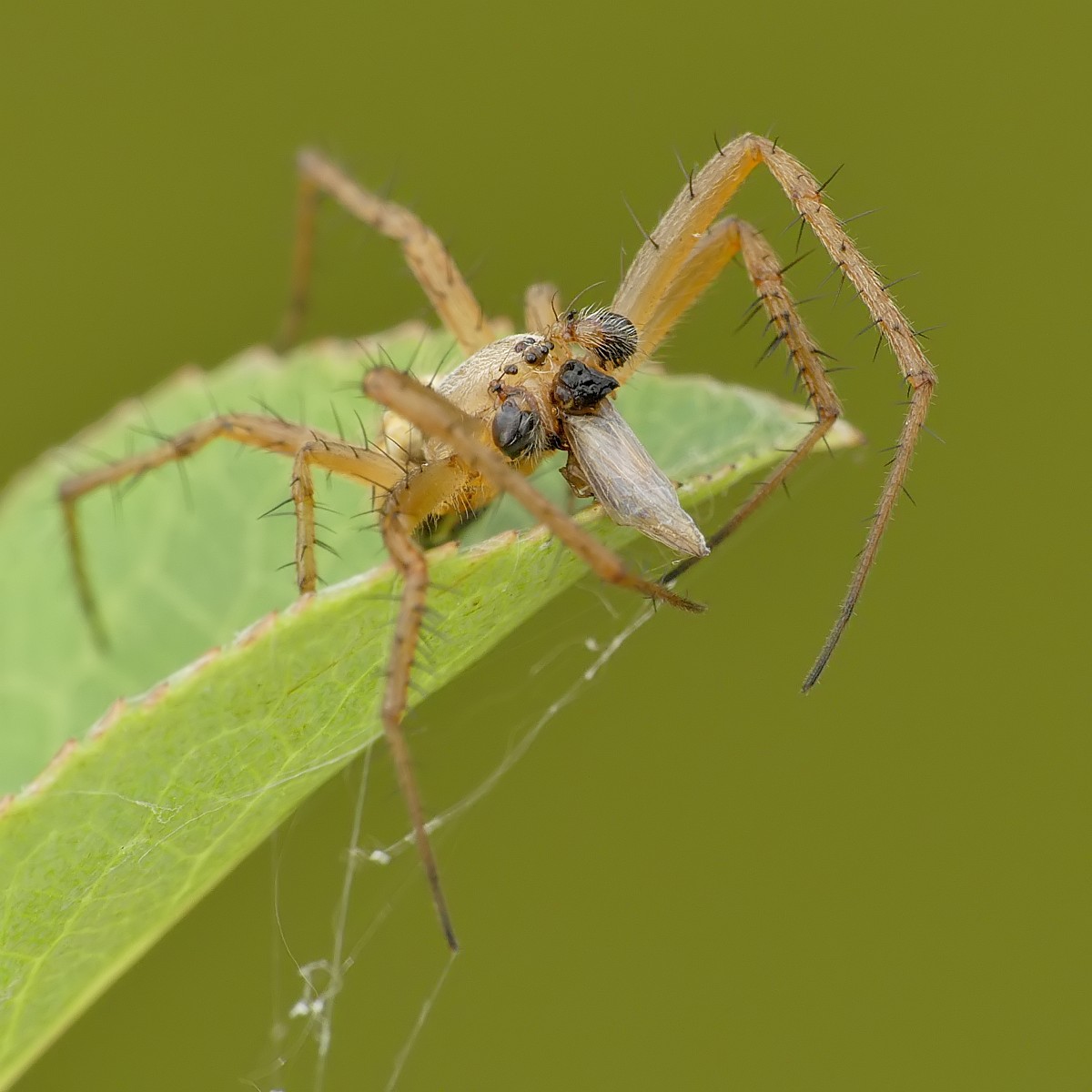 Nazwa:  51467651065_6c074dfd47_o.jpg
Wyświetleń: 225
Rozmiar:  149,6 KB