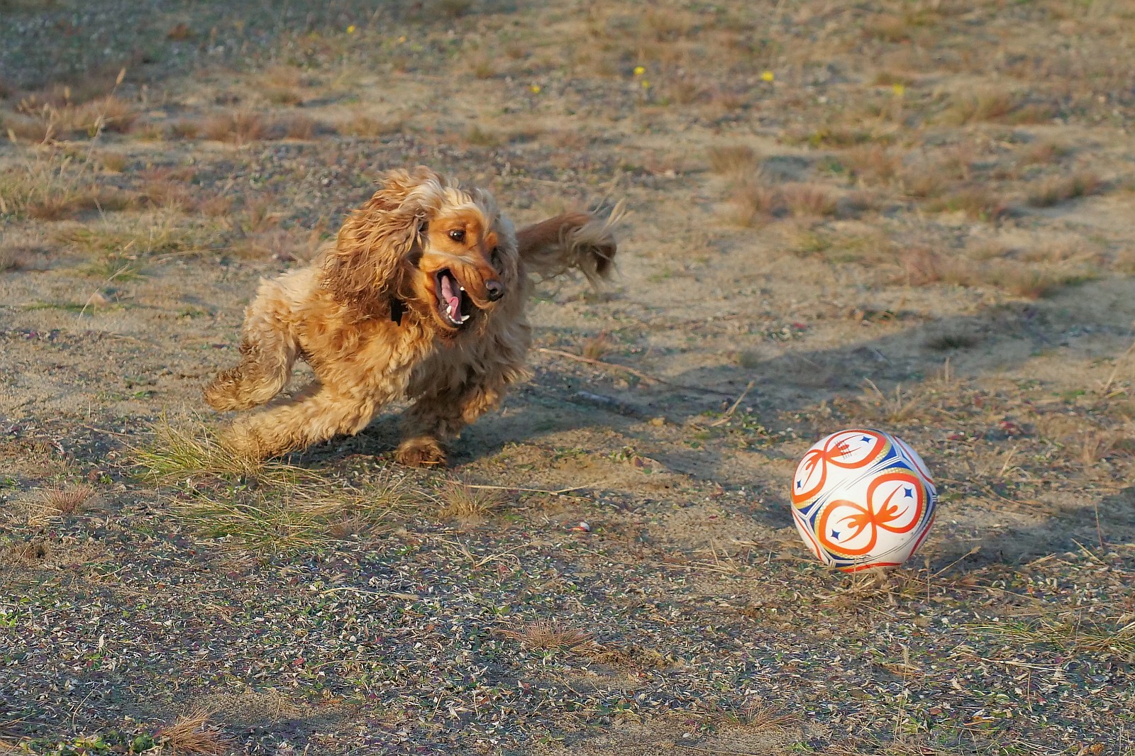 Nazwa:  Figa131467df.jpg
Wyświetleń: 105
Rozmiar:  669,1 KB