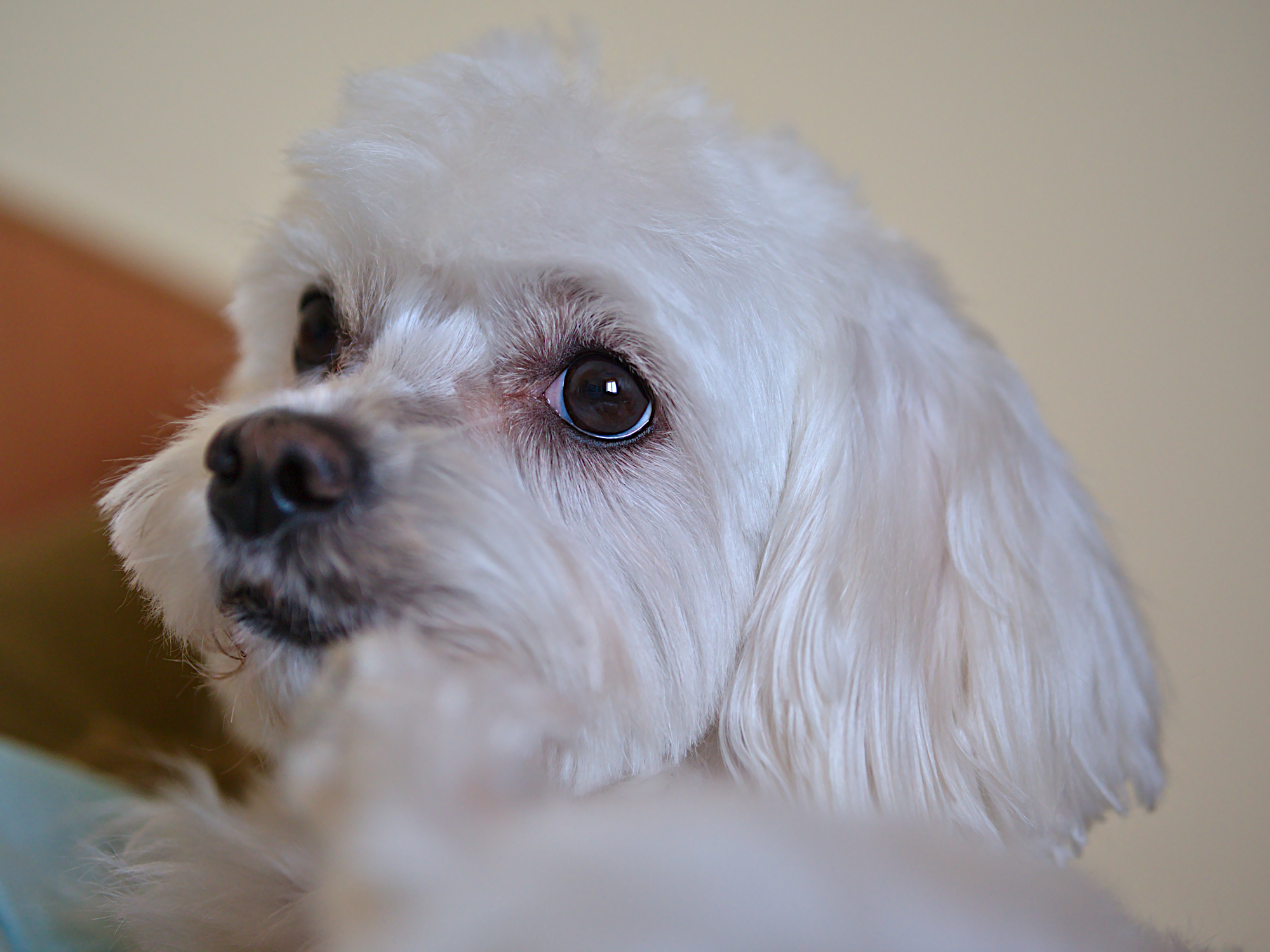 Nazwa:  P1048753.jpg
Wyświetleń: 122
Rozmiar:  1,78 MB