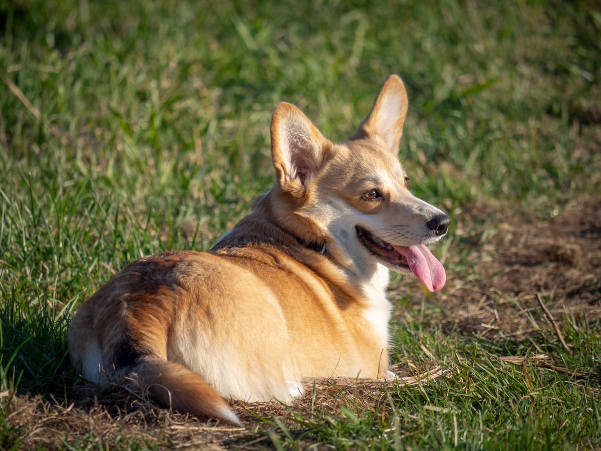 Nazwa:  pies1.jpg
Wyświetleń: 94
Rozmiar:  187,6 KB