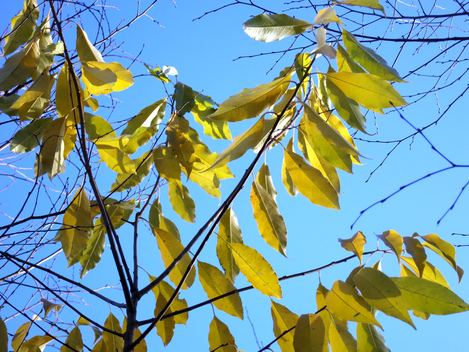 Kliknij obrazek, aby uzyskać większą wersję

Nazwa:	IMG_6042E1900.jpg
Wyświetleń:	225
Rozmiar:	429,2 KB
ID:	239069