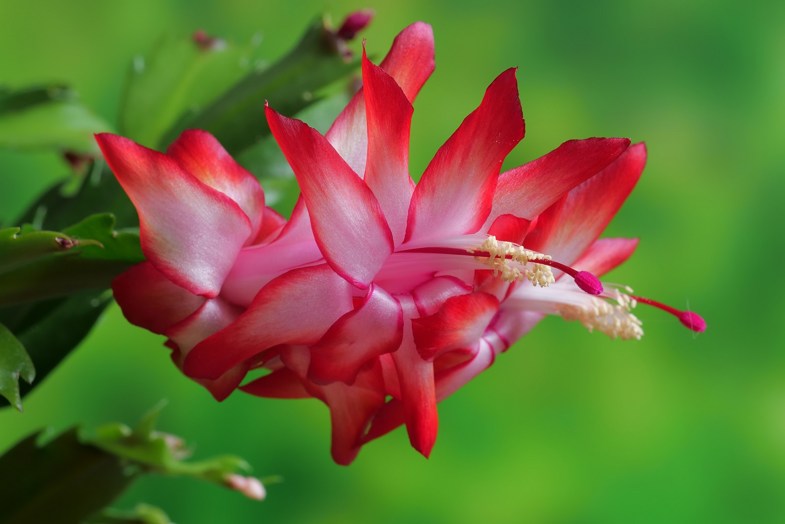 Nazwa:  Schlumbergera132220df.jpg
Wyświetleń: 254
Rozmiar:  189,7 KB