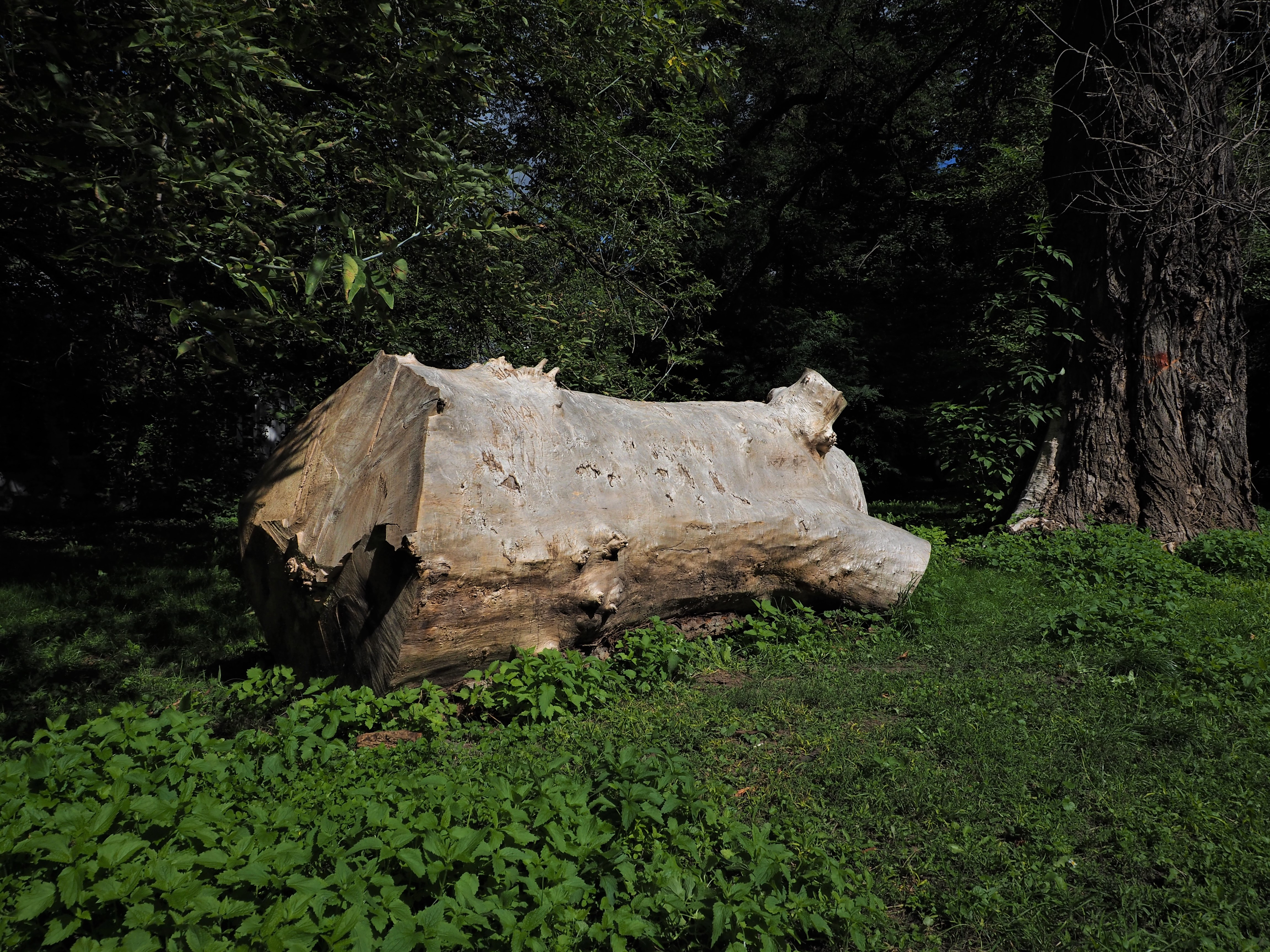 Nazwa:  pień.jpg
Wyświetleń: 593
Rozmiar:  4,16 MB
