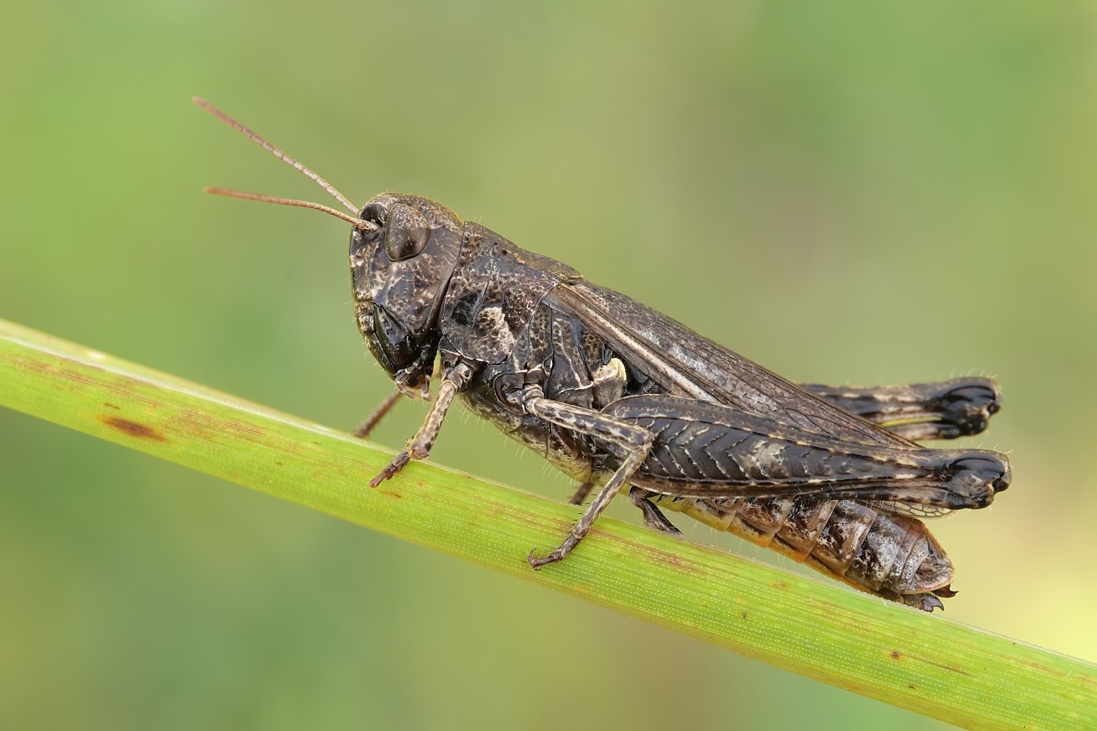 Nazwa:  51594872062_f51bf2765c_o.jpg
Wyświetleń: 117
Rozmiar:  234,7 KB