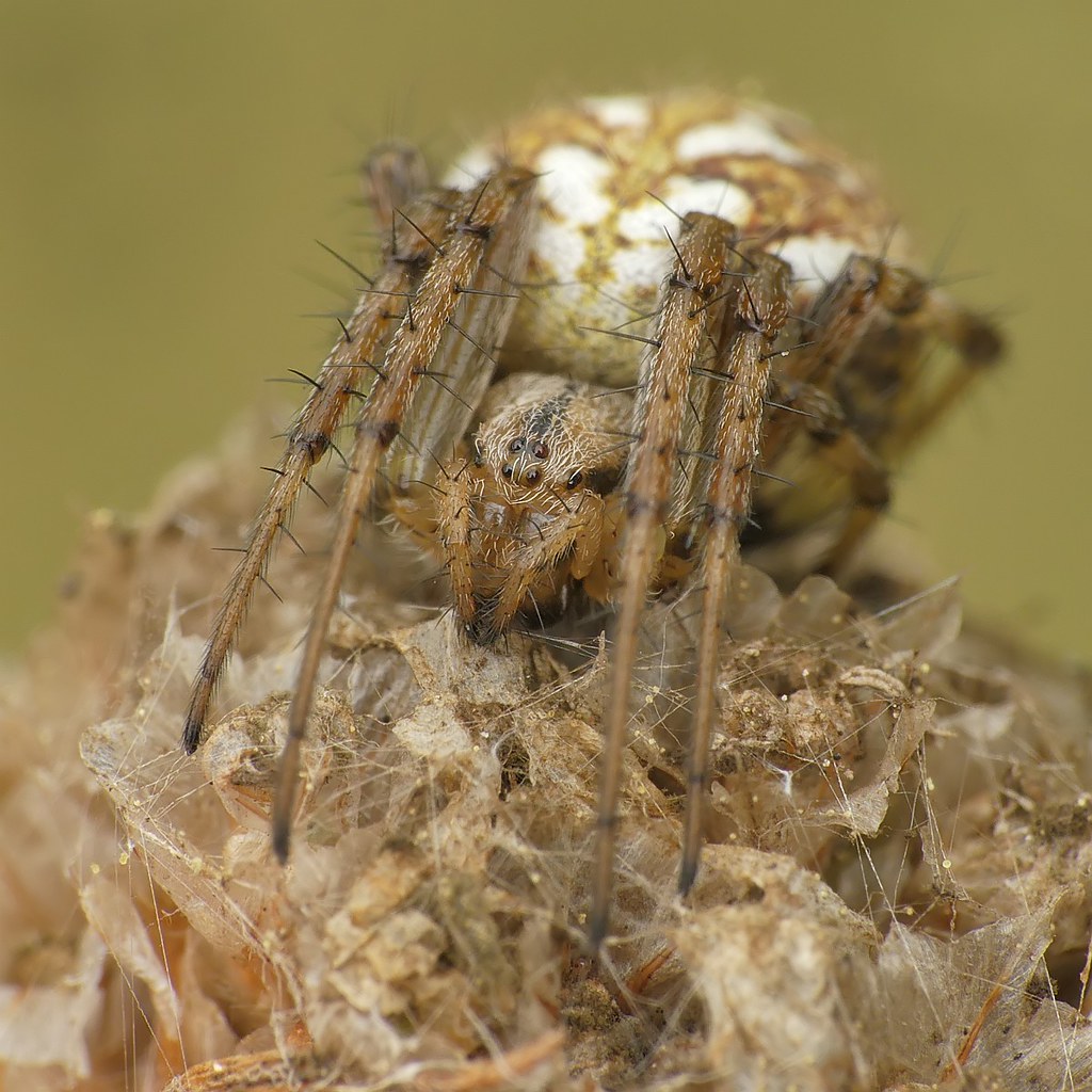 Nazwa:  51627896902_24ed85c824_b.jpg
Wyświetleń: 272
Rozmiar:  199,0 KB