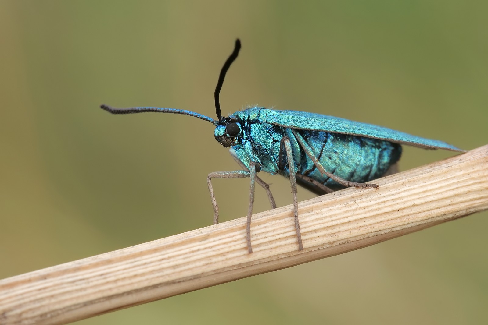 Nazwa:  51627896847_4903e7e962_o.jpg
Wyświetleń: 261
Rozmiar:  184,8 KB