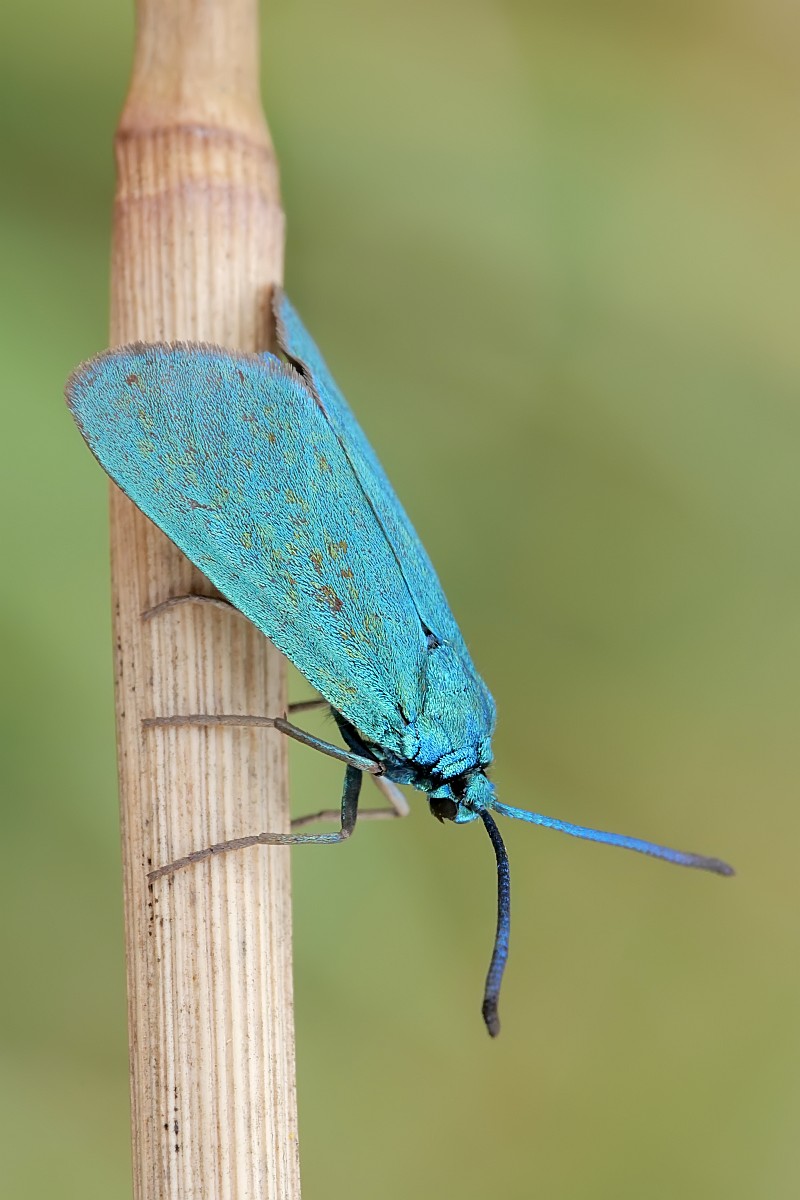 Nazwa:  51629577395_de2c202fe5_o.jpg
Wyświetleń: 261
Rozmiar:  138,2 KB