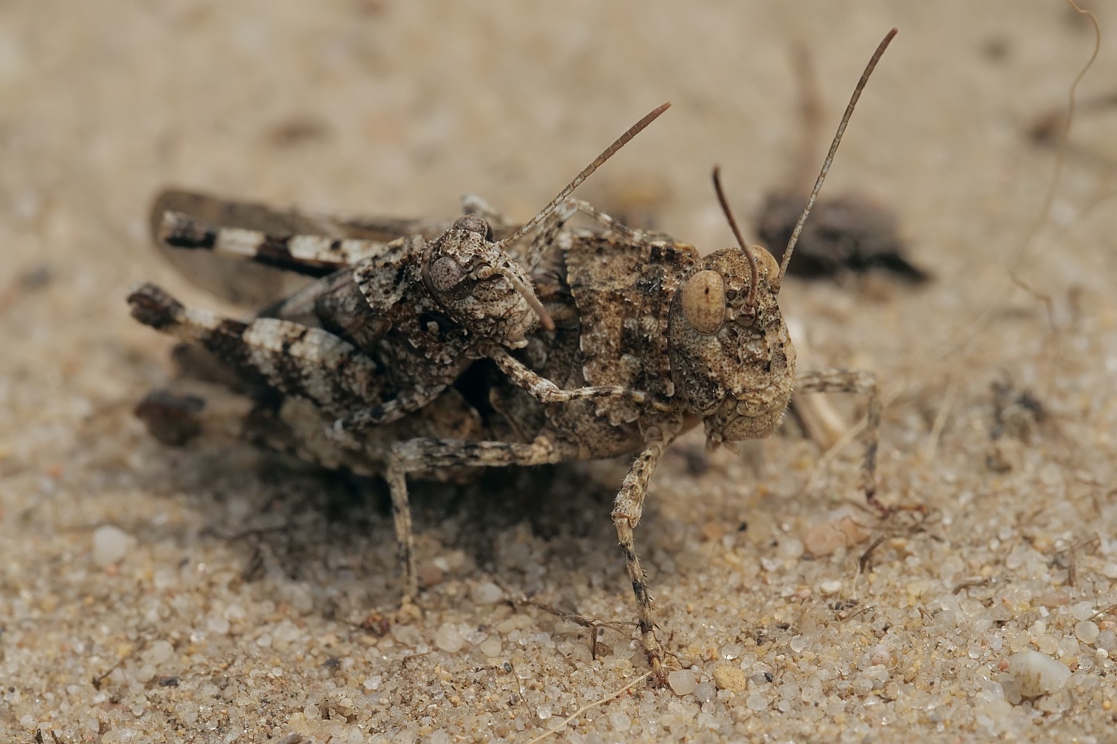 Nazwa:  51634259820_a1004f21ba_o.jpg
Wyświetleń: 234
Rozmiar:  312,7 KB