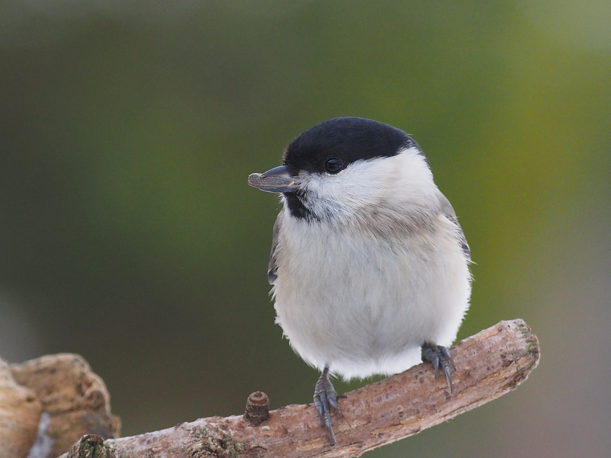 Nazwa:  P1070653_1 (2).jpg
Wyświetleń: 139
Rozmiar:  422,6 KB