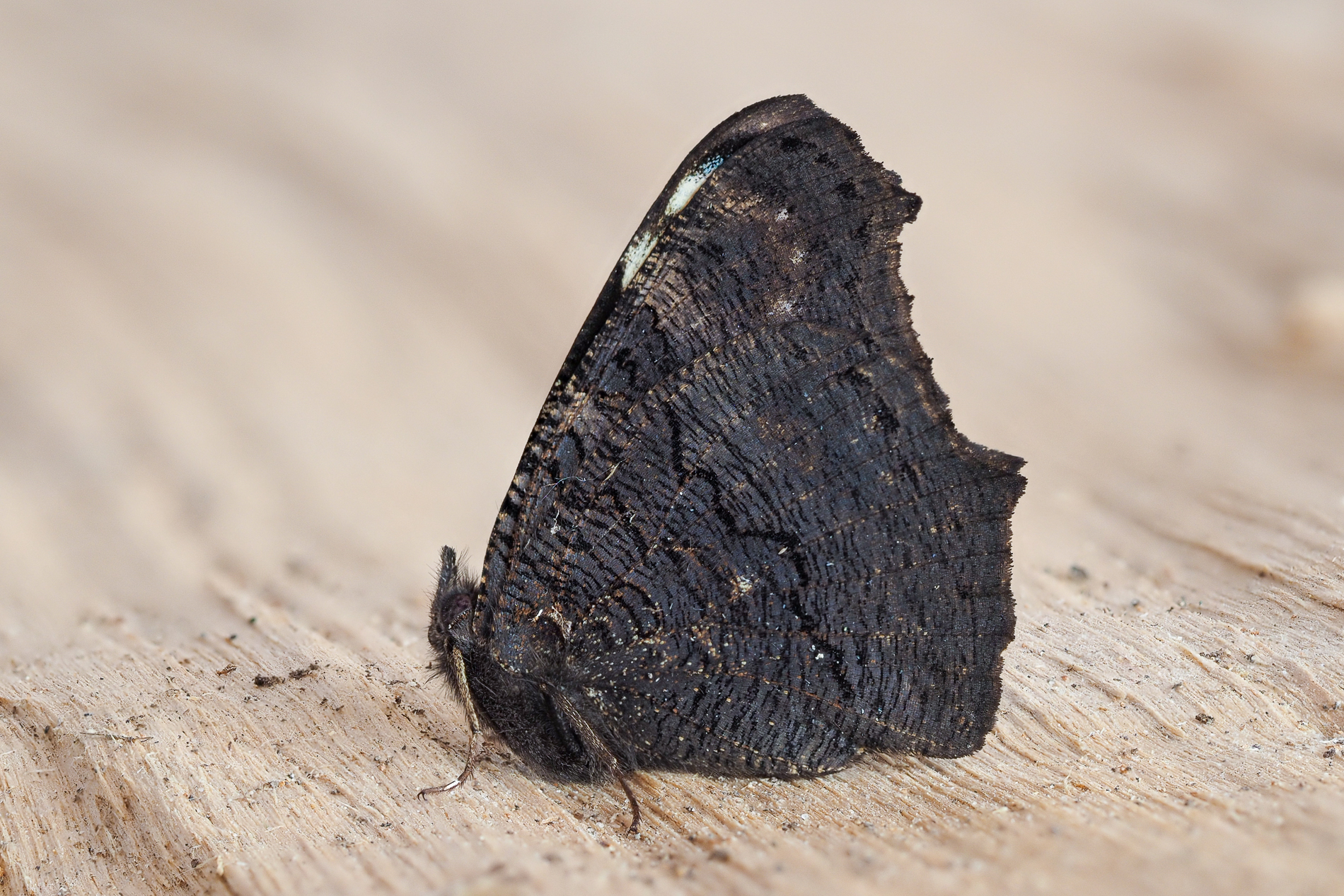 Nazwa:  P1080074.jpg
Wyświetleń: 260
Rozmiar:  1,84 MB