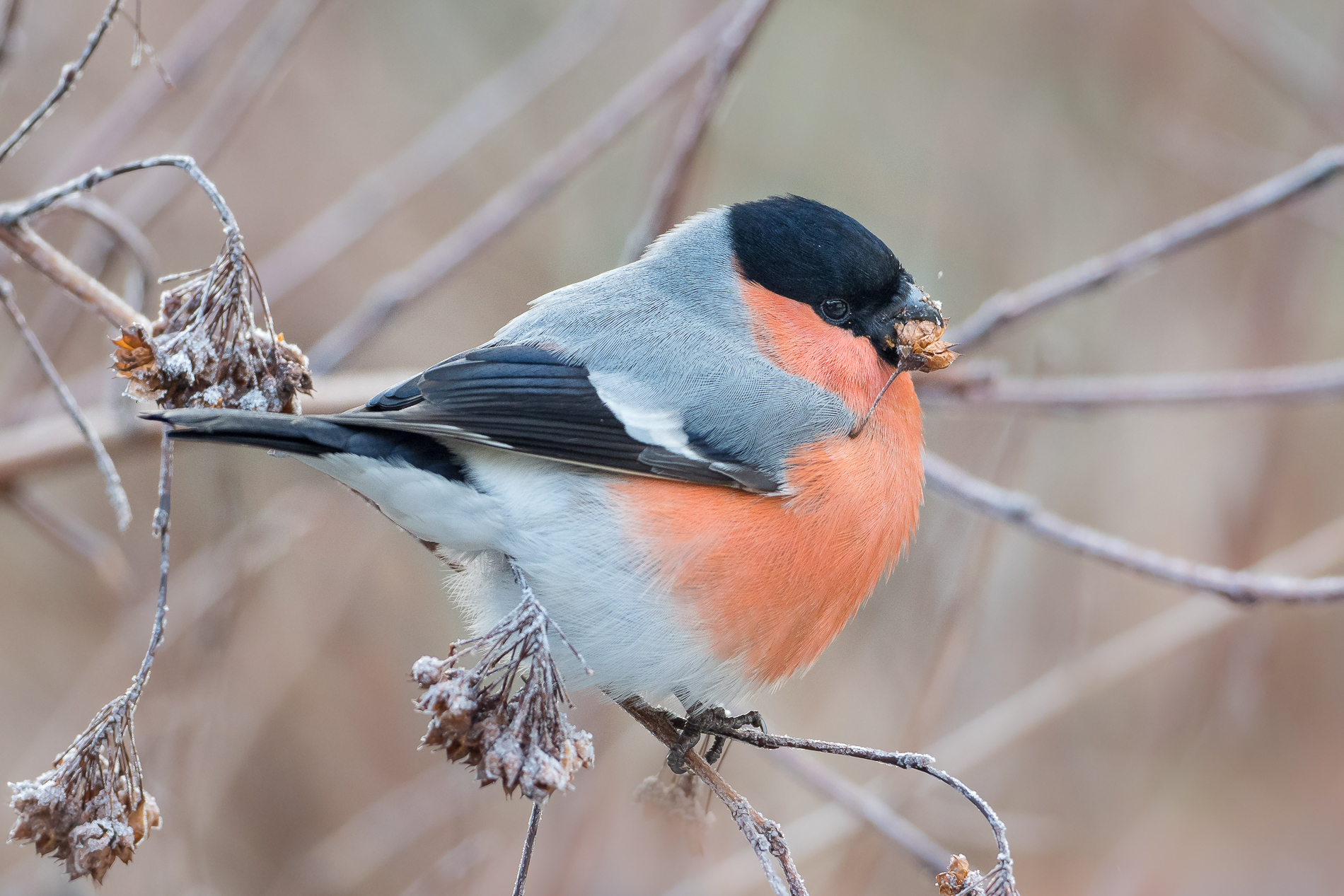 Nazwa:  P1120048.jpg
Wyświetleń: 204
Rozmiar:  1,43 MB