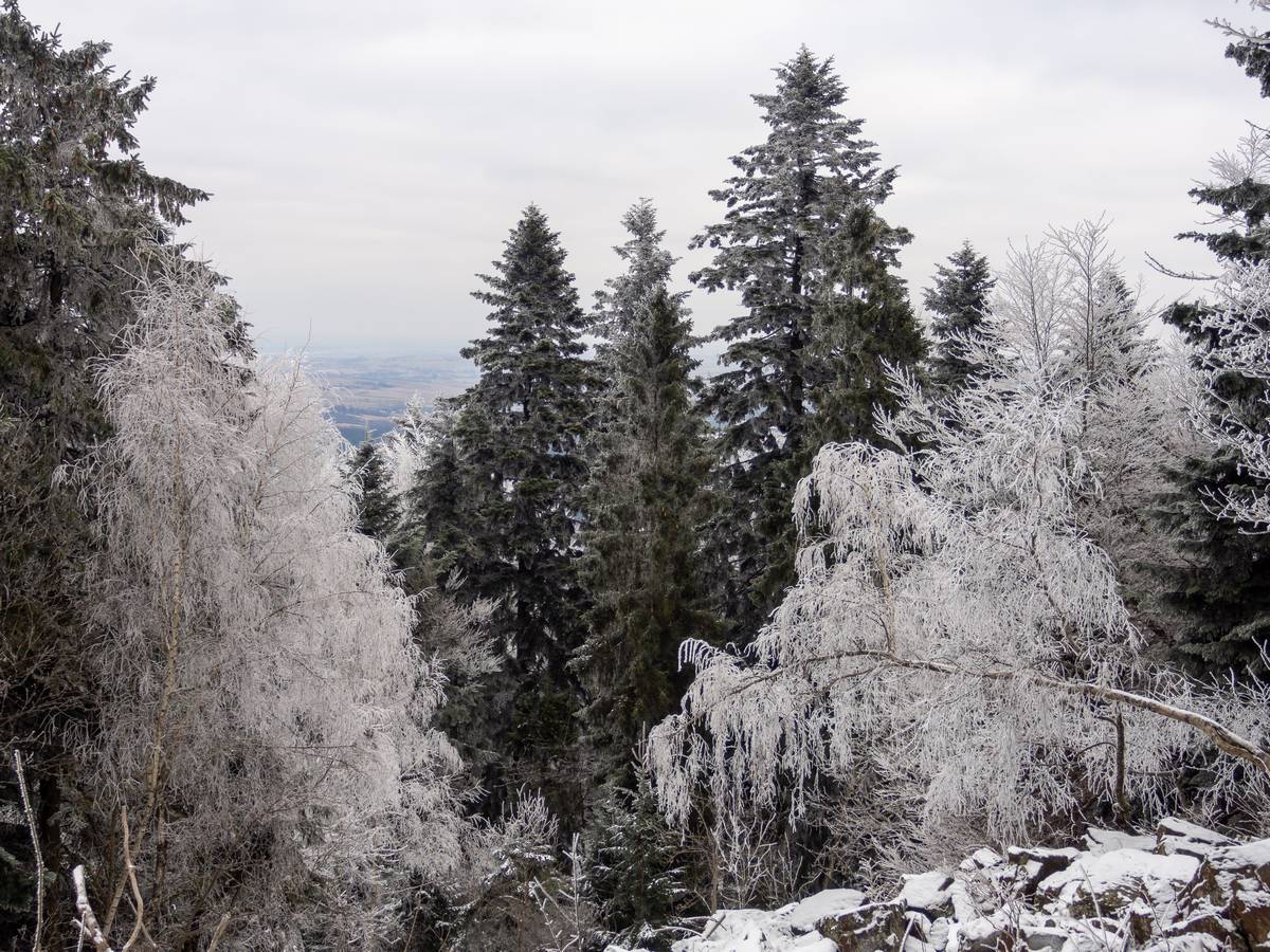 Nazwa:  lysica10.jpg
Wyświetleń: 143
Rozmiar:  282,9 KB