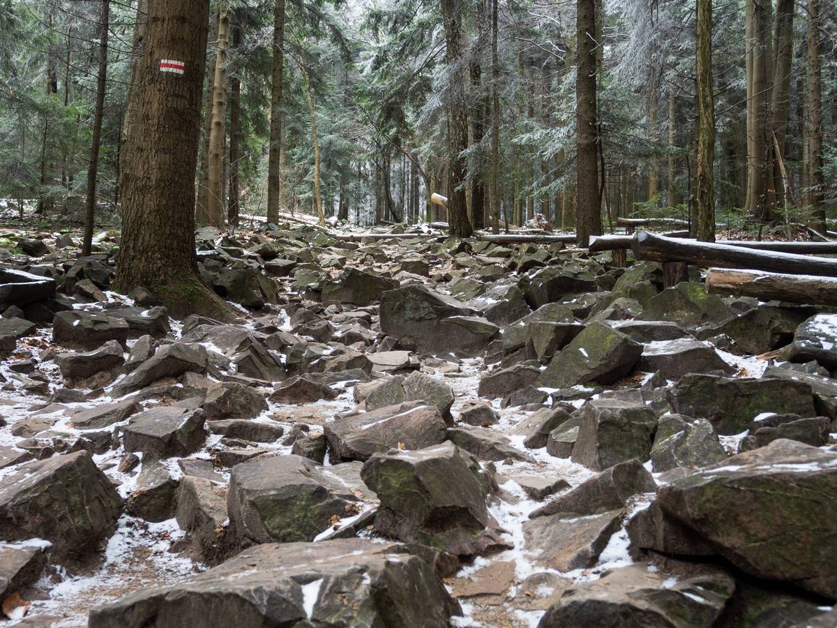 Nazwa:  lysica9.jpg
Wyświetleń: 138
Rozmiar:  288,8 KB