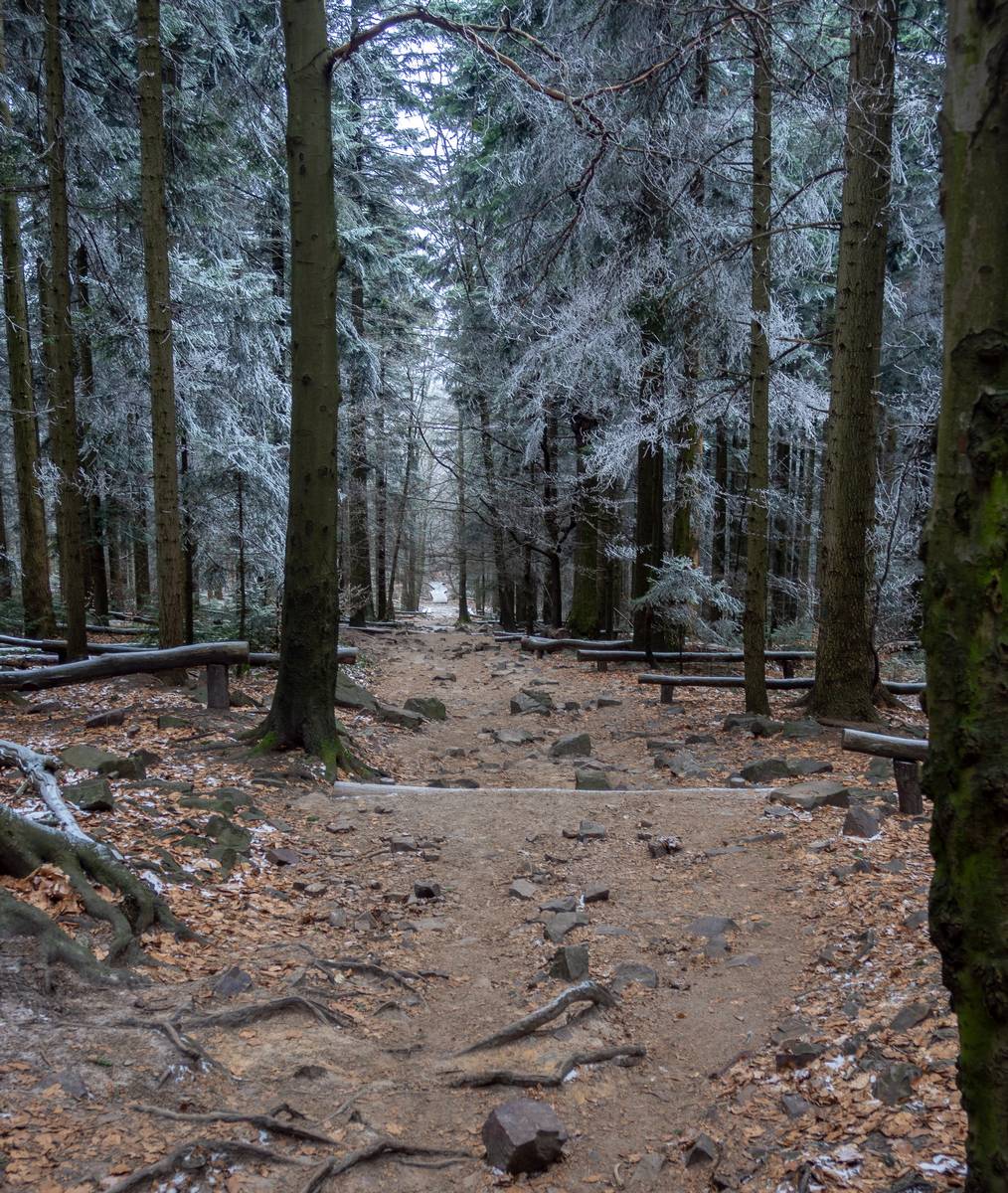 Nazwa:  lysica8.jpg
Wyświetleń: 134
Rozmiar:  340,4 KB