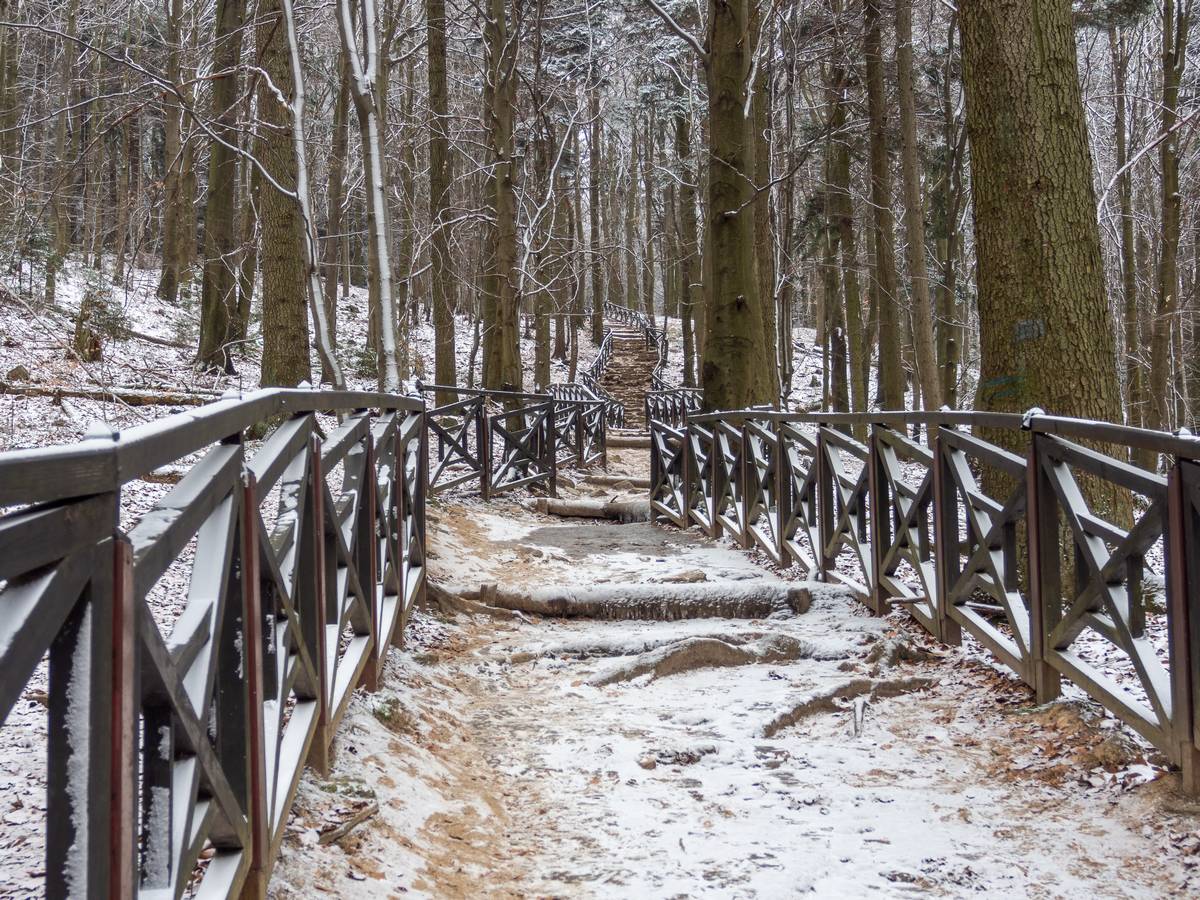 Nazwa:  lysica7.jpg
Wyświetleń: 142
Rozmiar:  314,1 KB