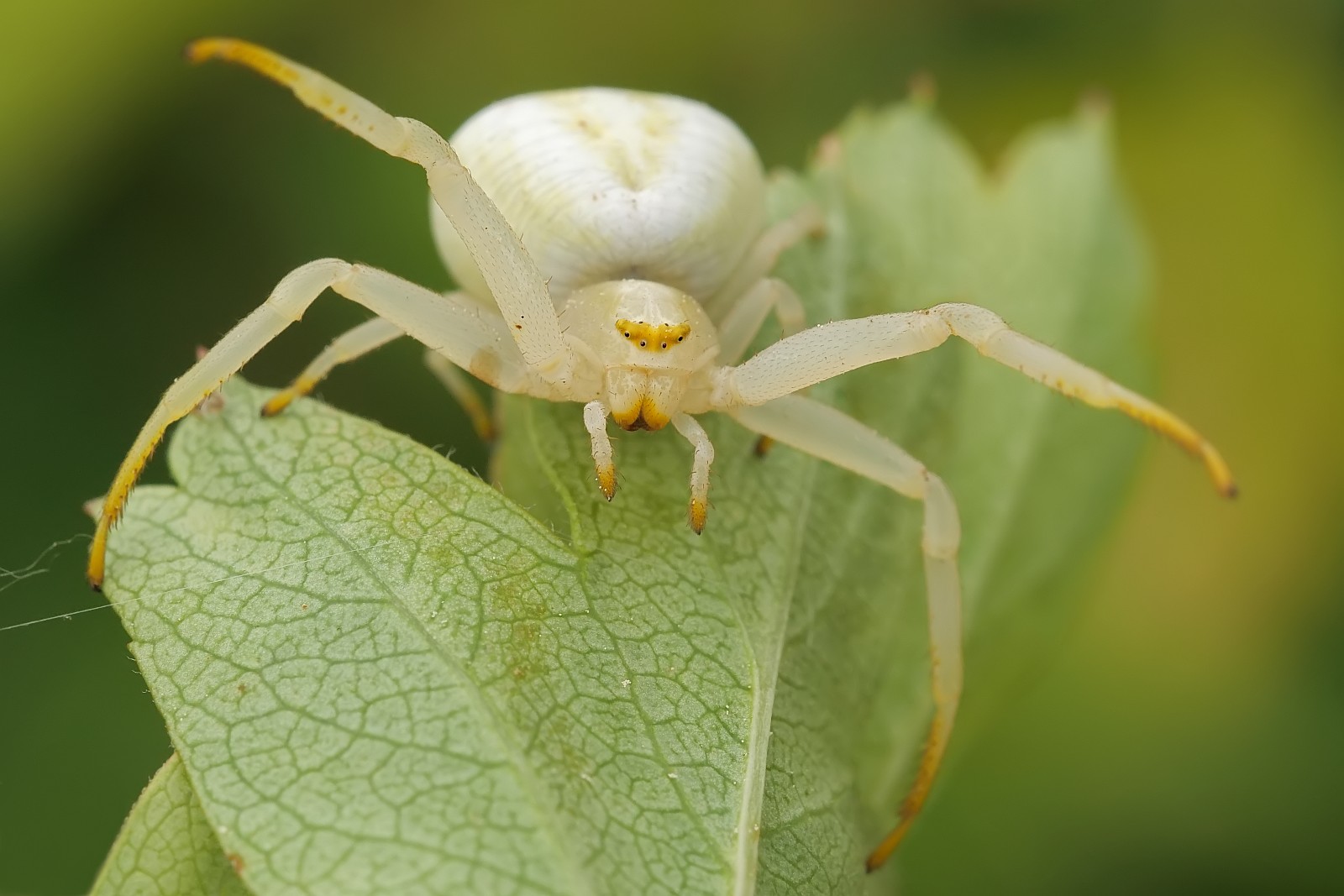 Nazwa:  51699096459_787b7e0d7b_o.jpg
Wyświetleń: 203
Rozmiar:  203,2 KB