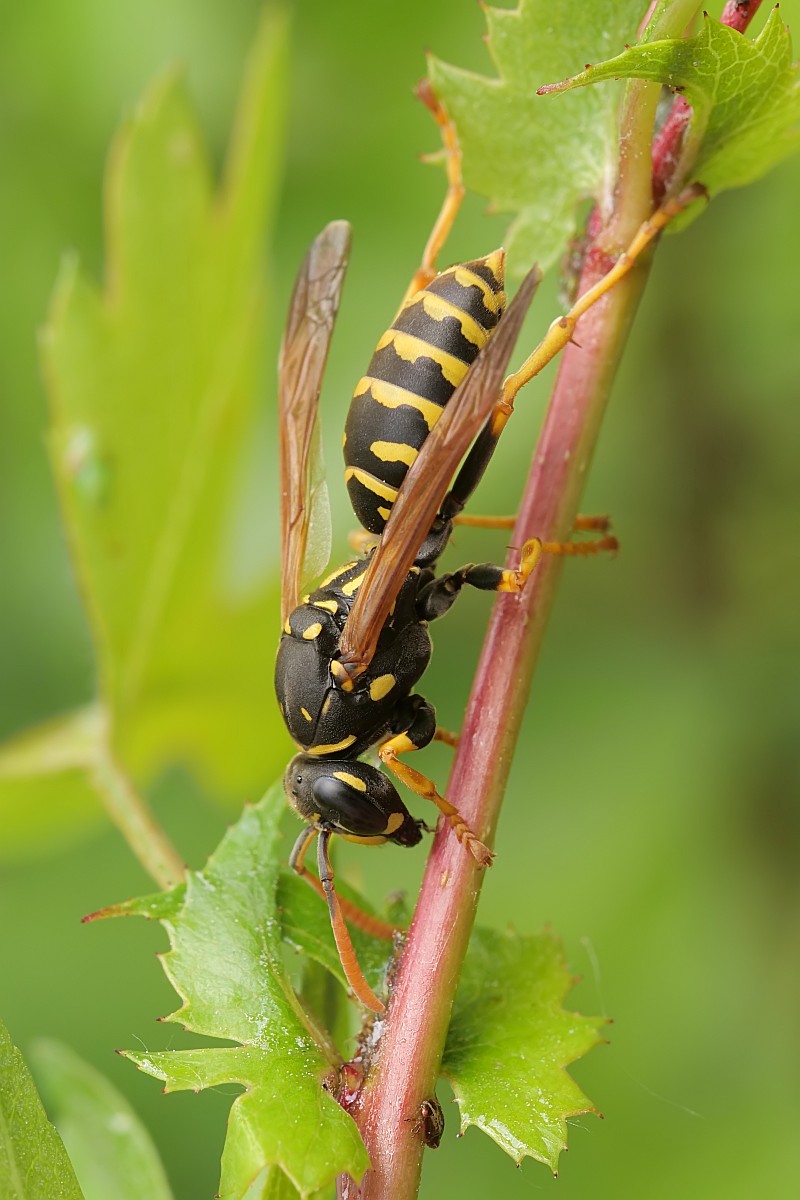 Nazwa:  51701827907_9e1e539e85_o.jpg
Wyświetleń: 177
Rozmiar:  147,3 KB