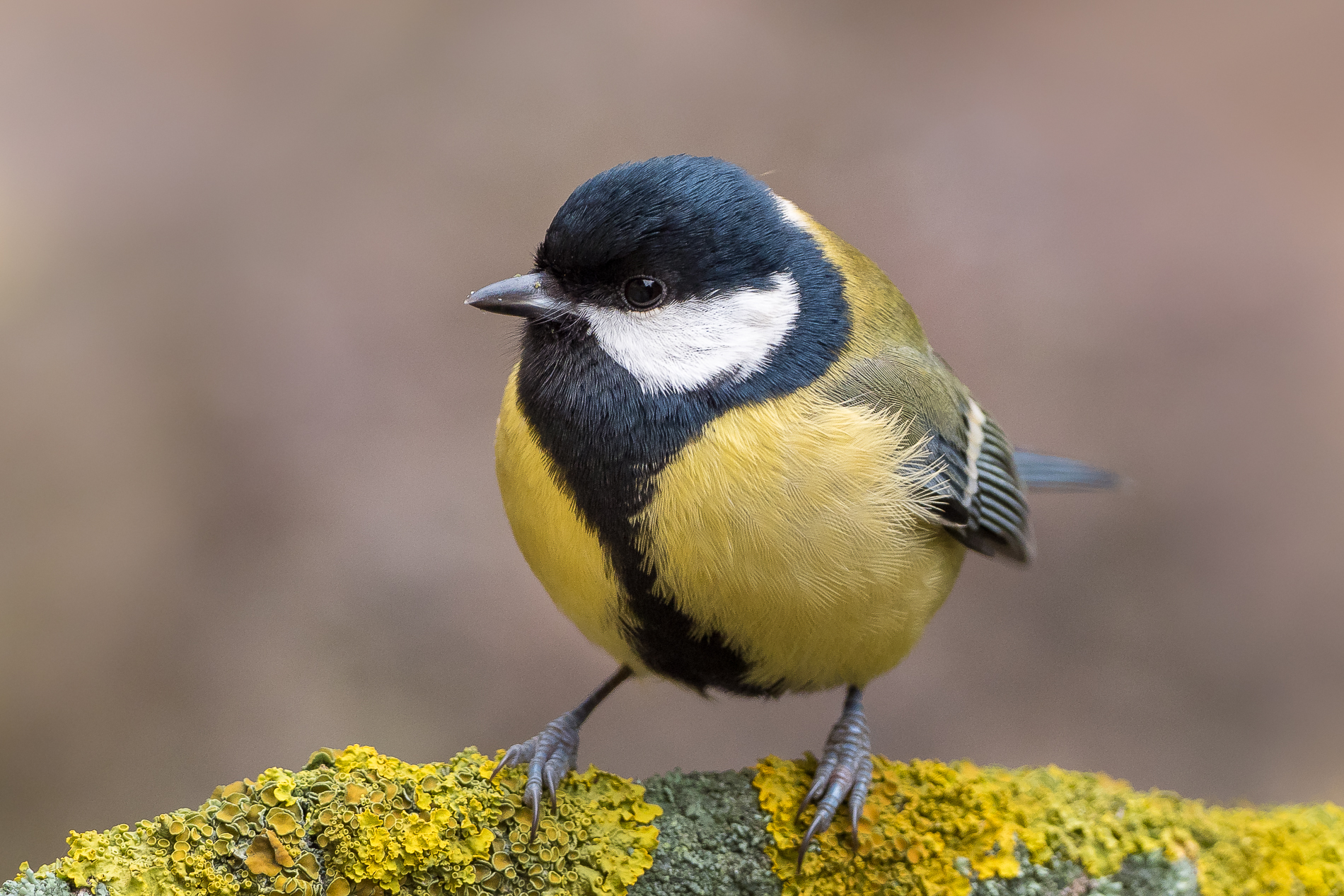 Nazwa:  P1190002.jpg
Wyświetleń: 252
Rozmiar:  1,66 MB