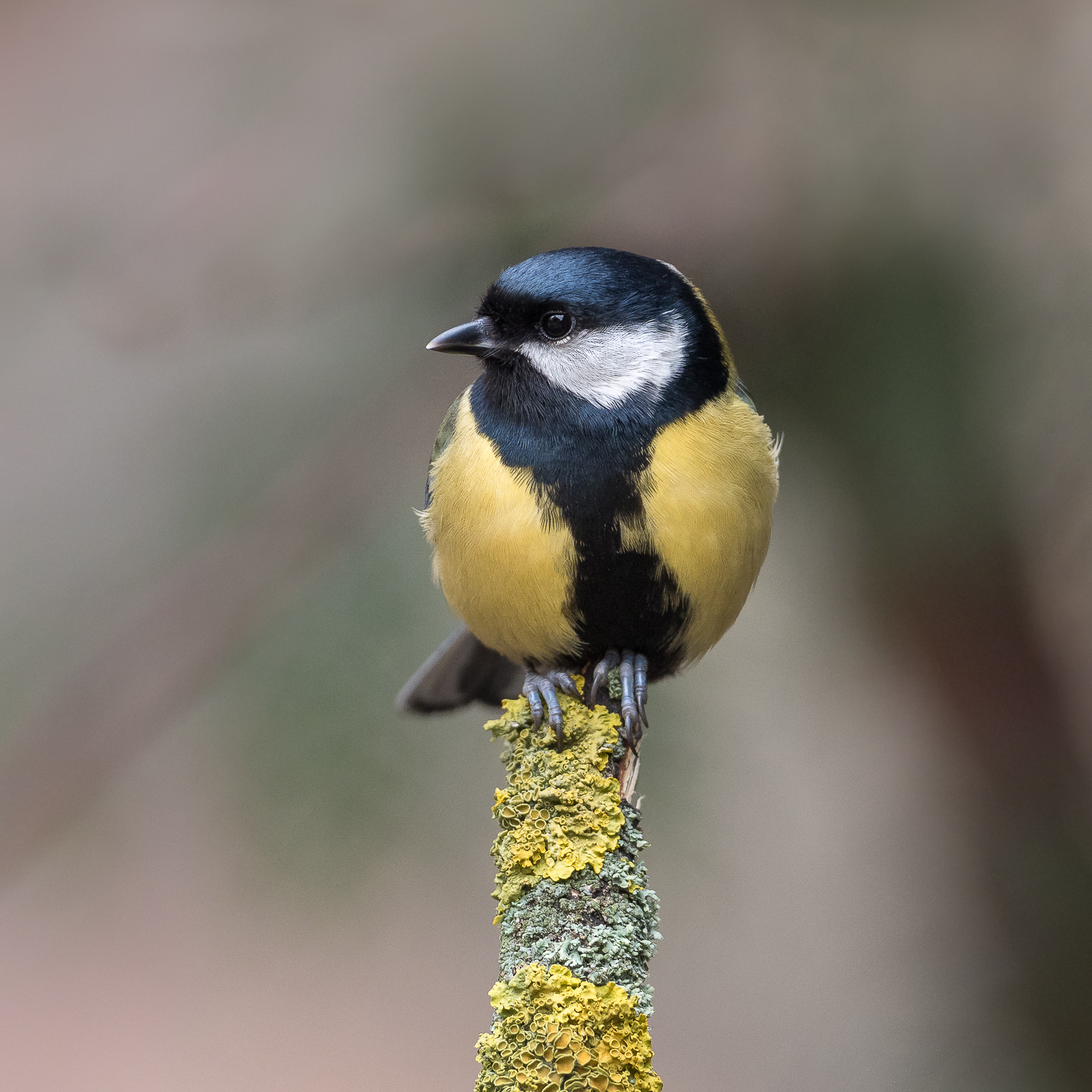 Nazwa:  P1190034.jpg
Wyświetleń: 237
Rozmiar:  1,43 MB