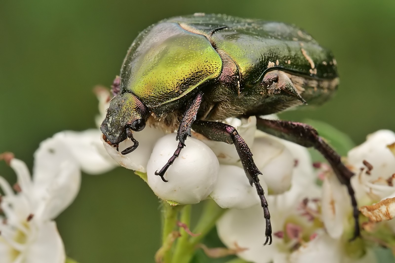 Nazwa:  51705313630_a0dc73fb12_o.jpg
Wyświetleń: 173
Rozmiar:  258,3 KB