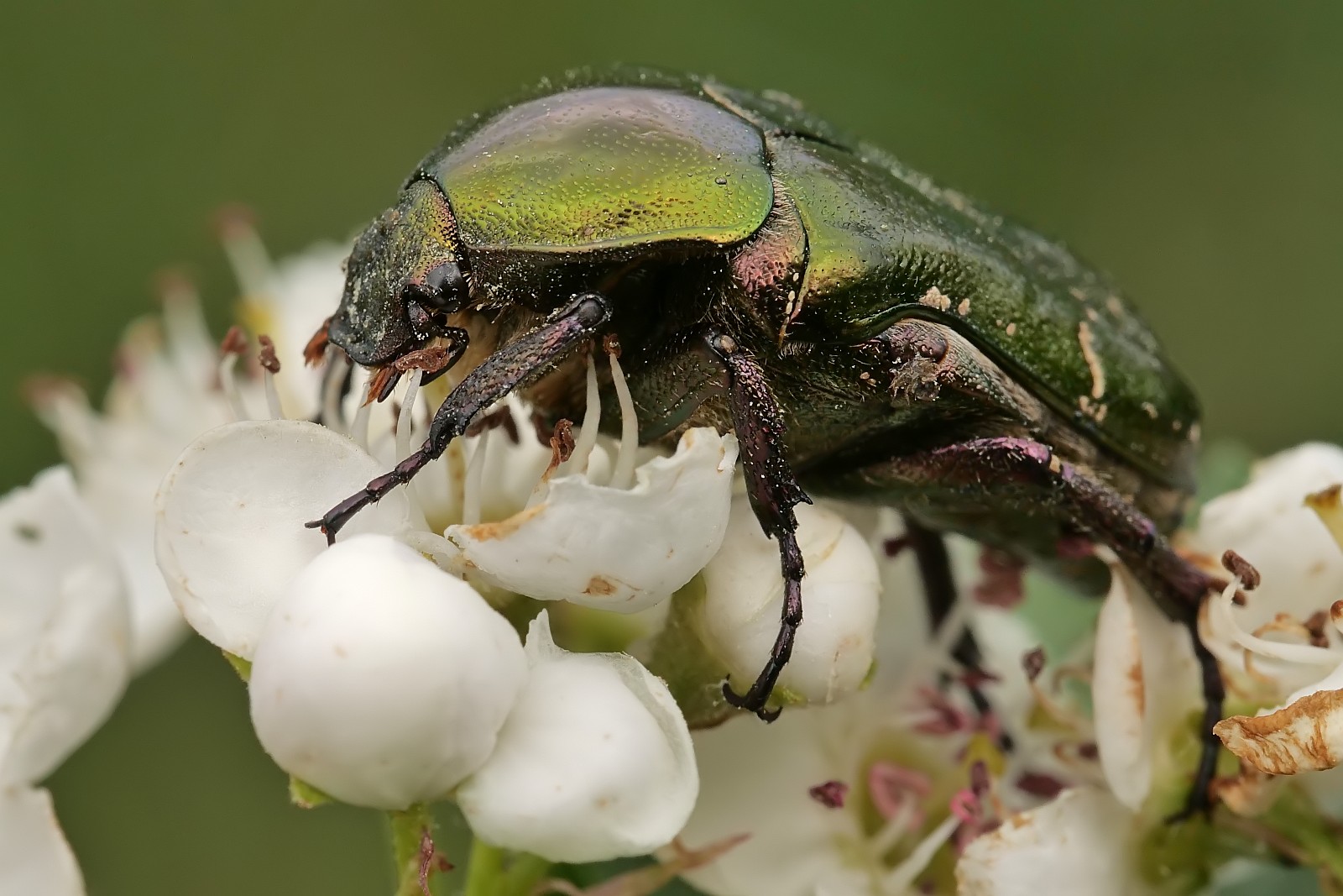 Nazwa:  51703631637_2732841c1c_o.jpg
Wyświetleń: 178
Rozmiar:  265,2 KB