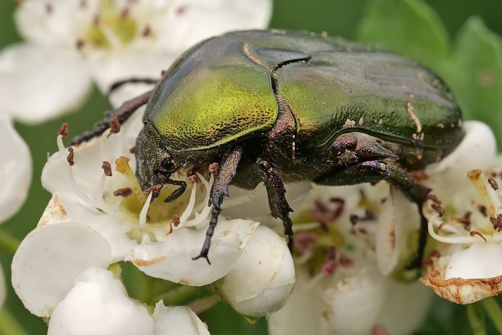 Nazwa:  51704706423_53b6632214_o.jpg
Wyświetleń: 172
Rozmiar:  285,9 KB