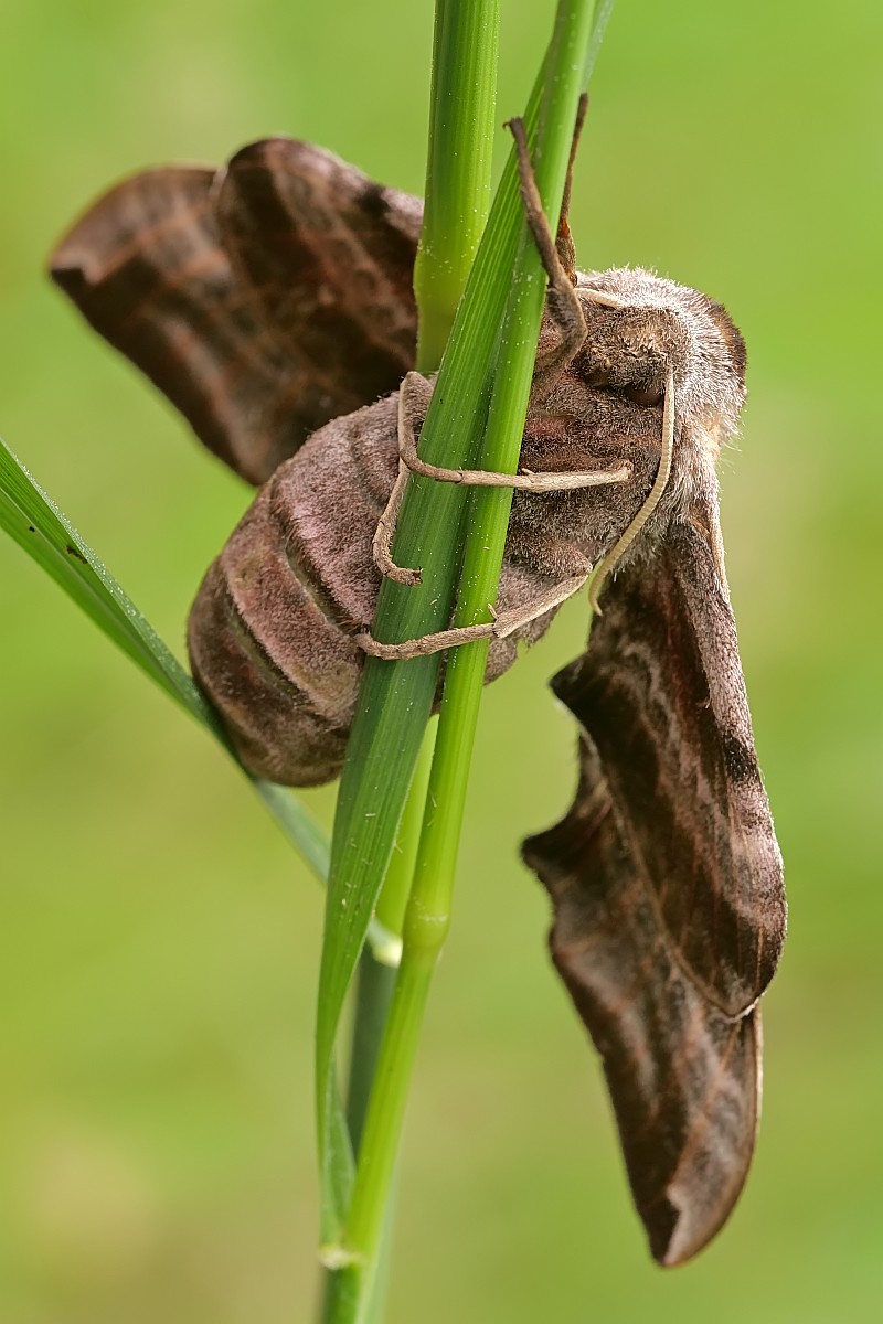 Nazwa:  51707638880_7bdccbb4a3_o.jpg
Wyświetleń: 160
Rozmiar:  154,1 KB