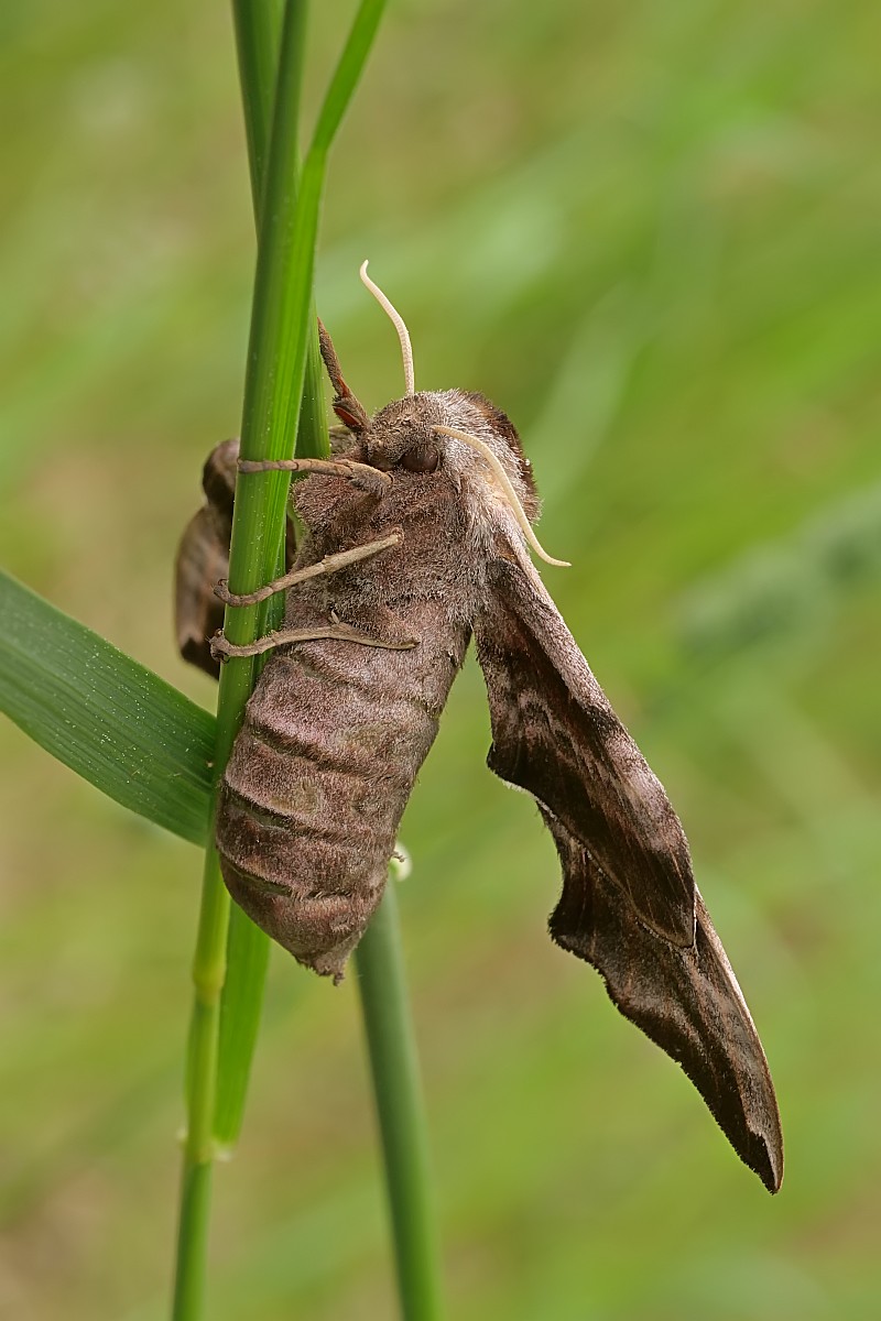 Nazwa:  51706751586_837bc408dc_o.jpg
Wyświetleń: 157
Rozmiar:  143,0 KB