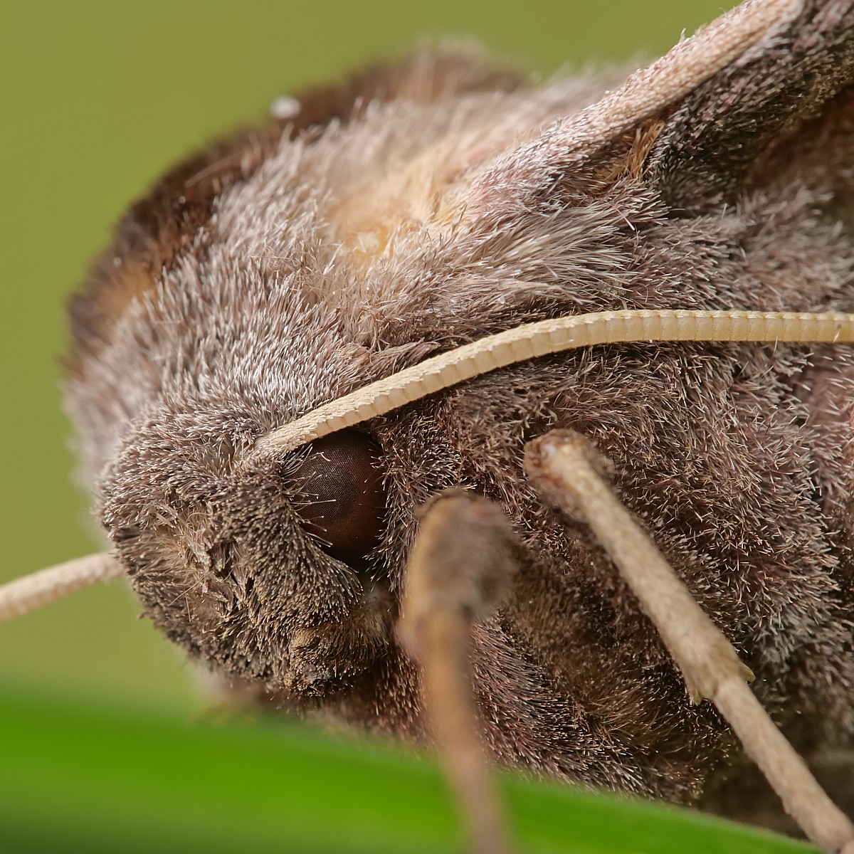 Nazwa:  51706751576_58588353d3_o.jpg
Wyświetleń: 154
Rozmiar:  390,2 KB