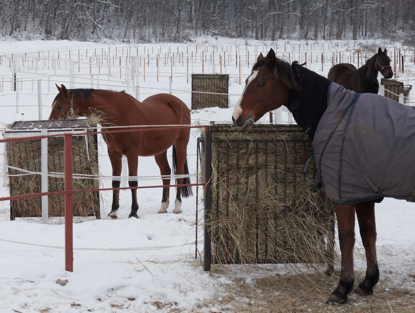 Nazwa:  DSCF9223.JPG
Wyświetleń: 192
Rozmiar:  760,1 KB