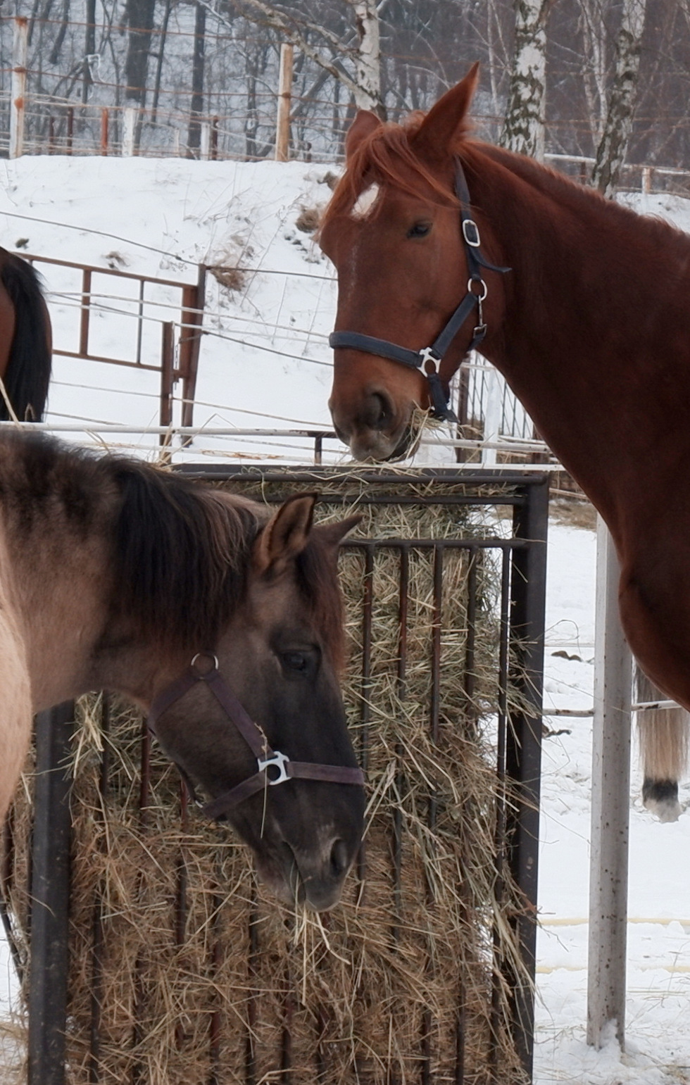 Nazwa:  DSCF9225.JPG
Wyświetleń: 190
Rozmiar:  507,1 KB