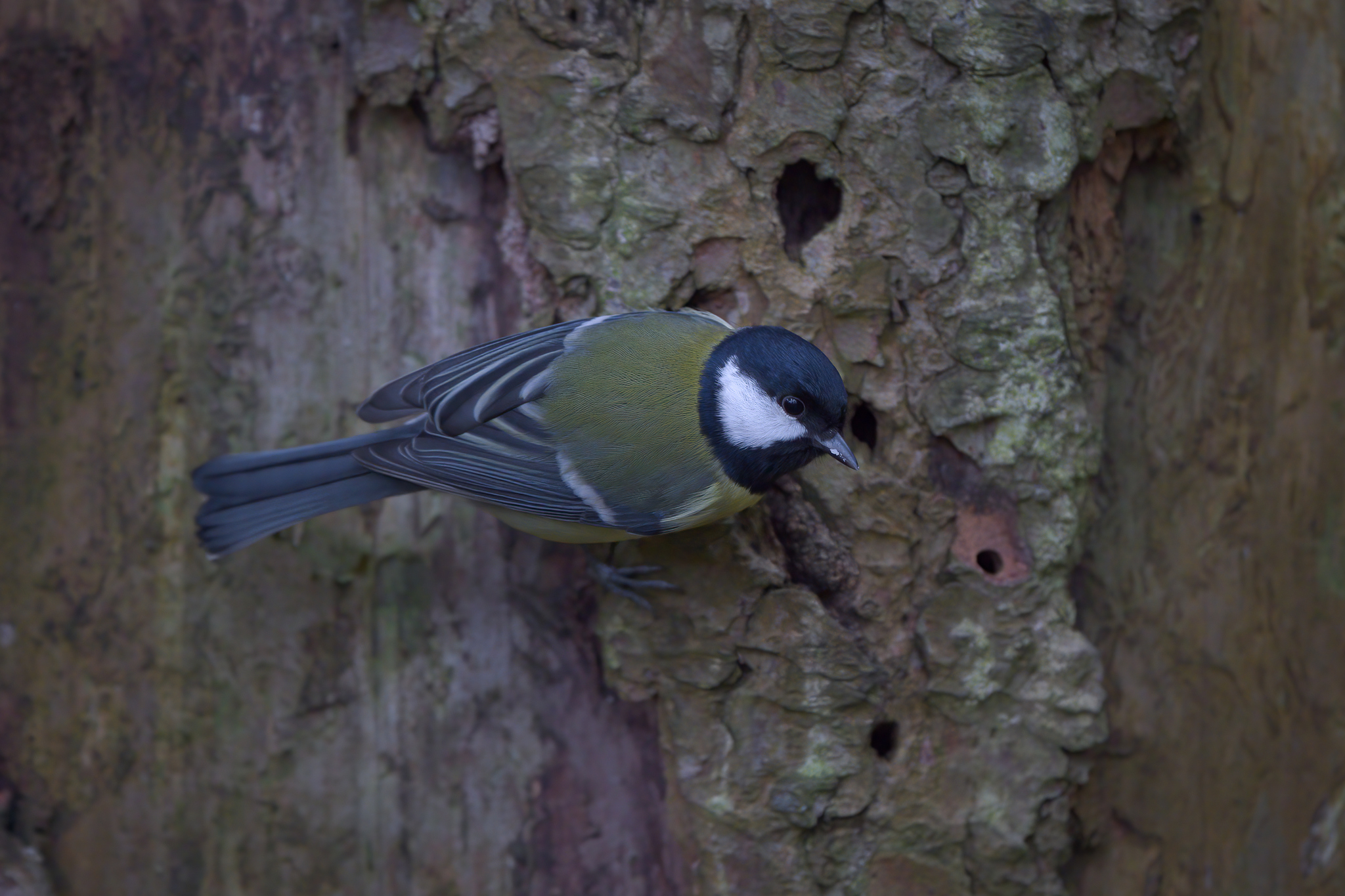 Nazwa:  P110962m.JPG
Wyświetleń: 222
Rozmiar:  1,16 MB