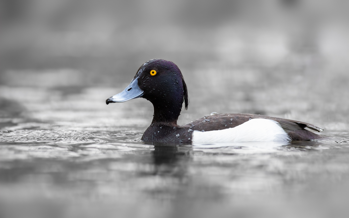 Nazwa:  J28A7050.JPG
Wyświetleń: 188
Rozmiar:  391,4 KB