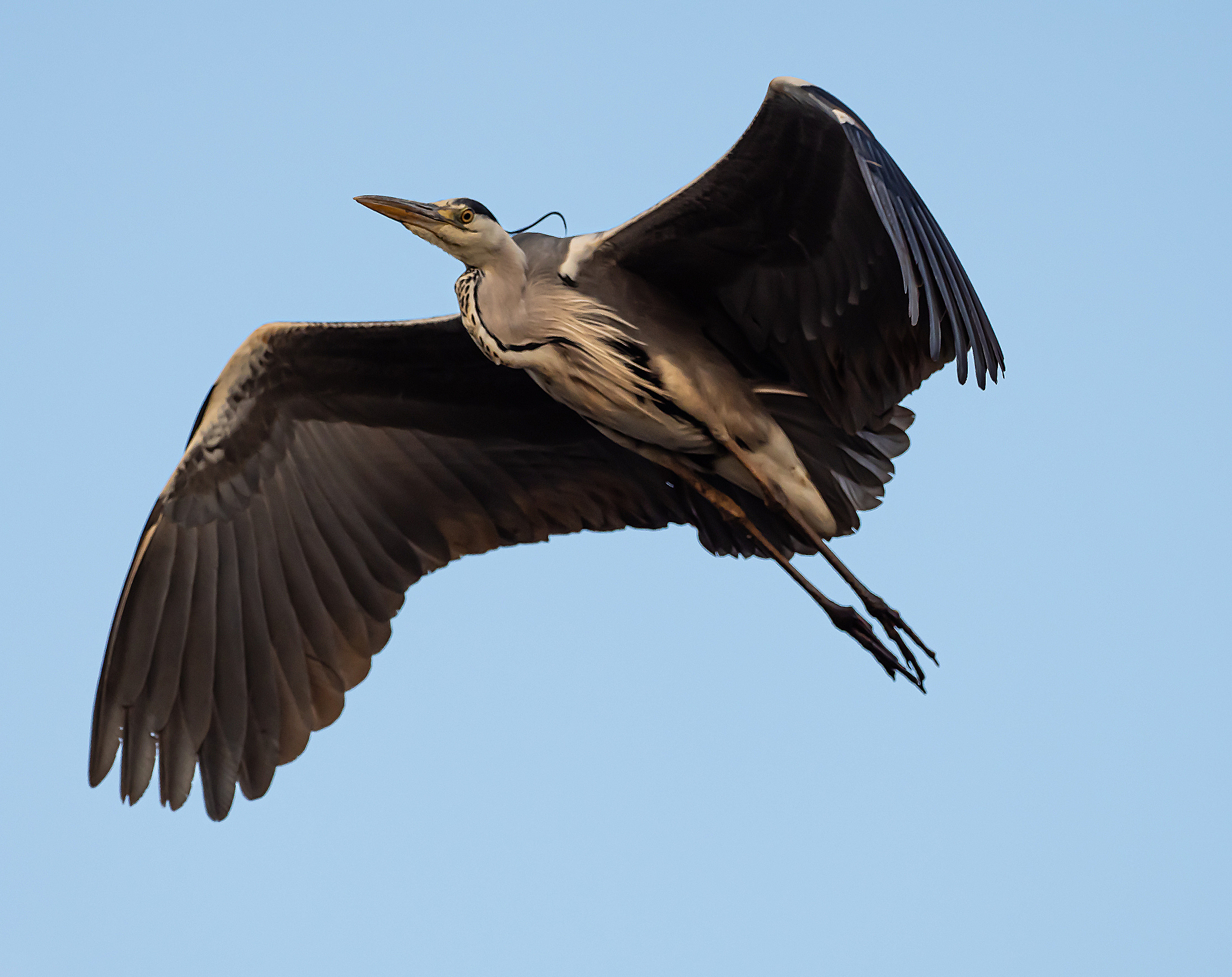 Kliknij obrazek, aby uzyskać większą wersję

Nazwa:	Czapla.1.jpg
Wyświetleń:	193
Rozmiar:	1,74 MB
ID:	241045