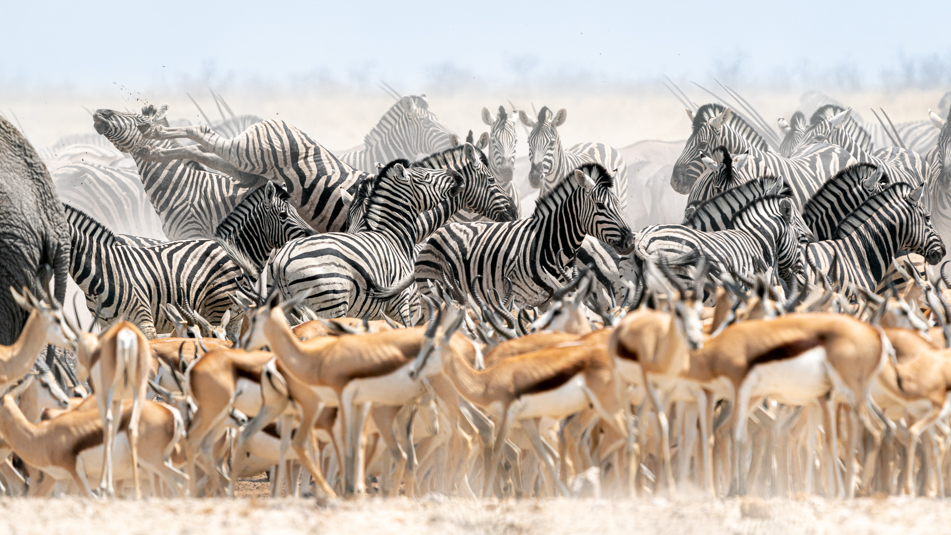 Nazwa:  20210915_etosha_001.jpg
Wyświetleń: 353
Rozmiar:  831,9 KB
