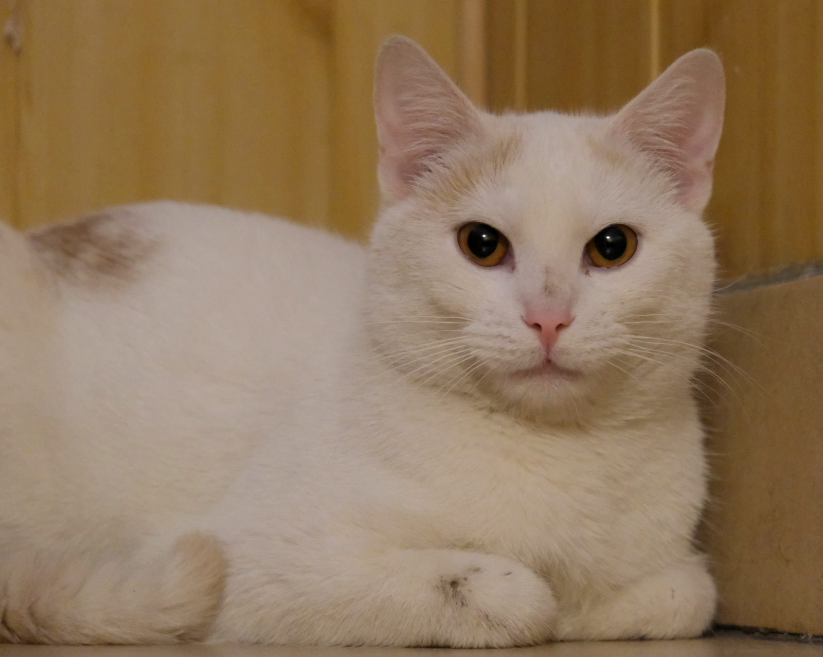 Nazwa:  DSCF0032.JPG
Wyświetleń: 269
Rozmiar:  412,2 KB