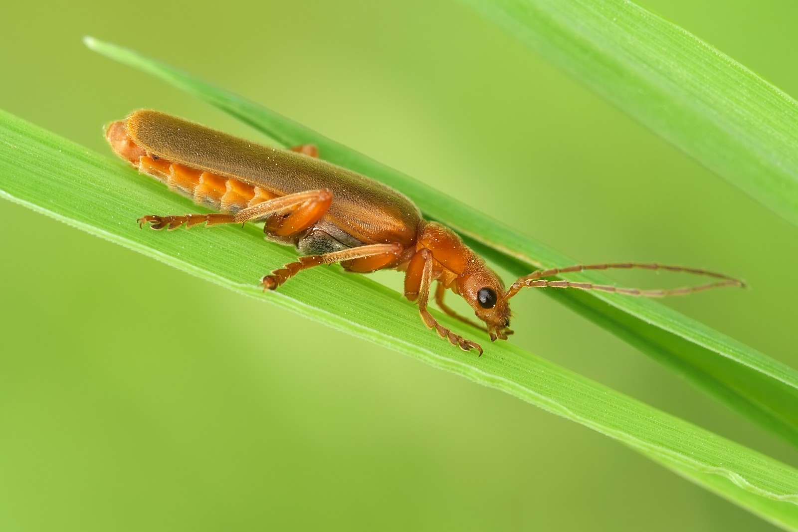 Nazwa:  51739092852_0cea78795e_o.jpg
Wyświetleń: 190
Rozmiar:  176,4 KB