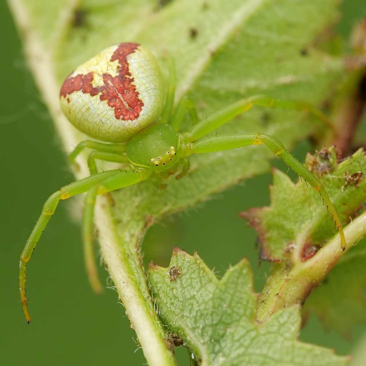 Nazwa:  51743181135_c34f019943_o.jpg
Wyświetleń: 176
Rozmiar:  184,5 KB