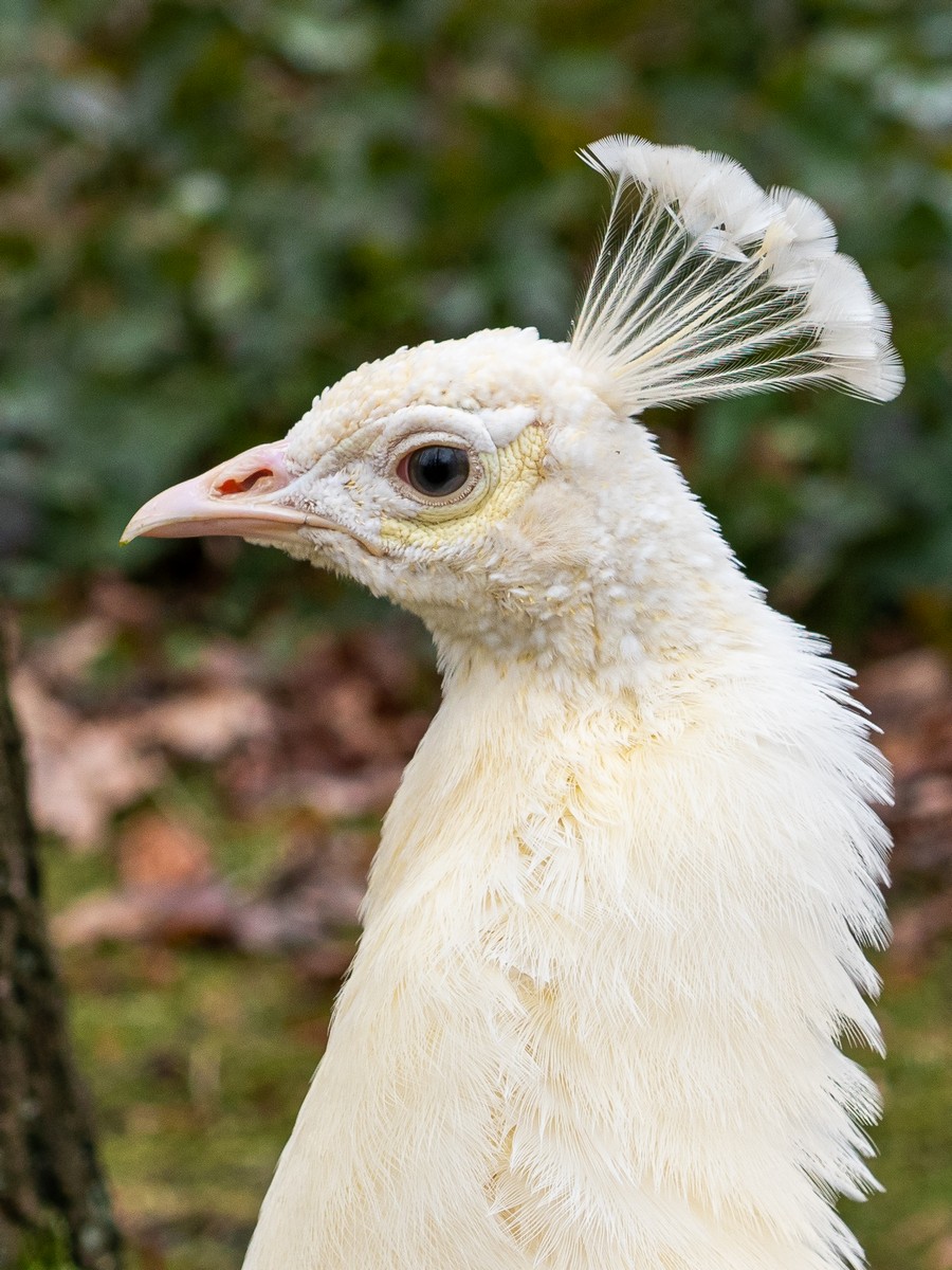 Nazwa:  albinos_1.jpg
Wyświetleń: 184
Rozmiar:  293,0 KB