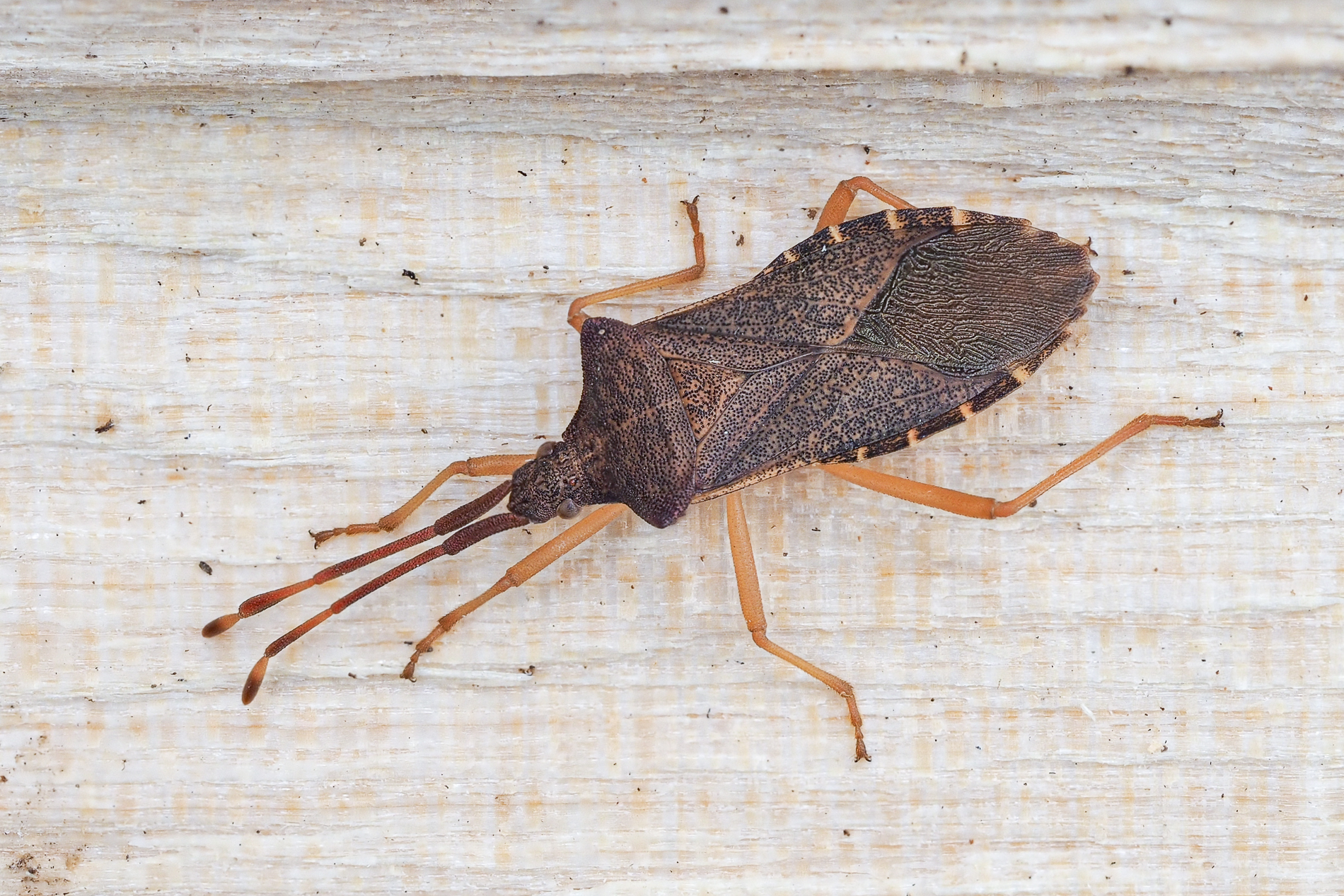 Nazwa:  P2100054.jpg
Wyświetleń: 160
Rozmiar:  1,99 MB