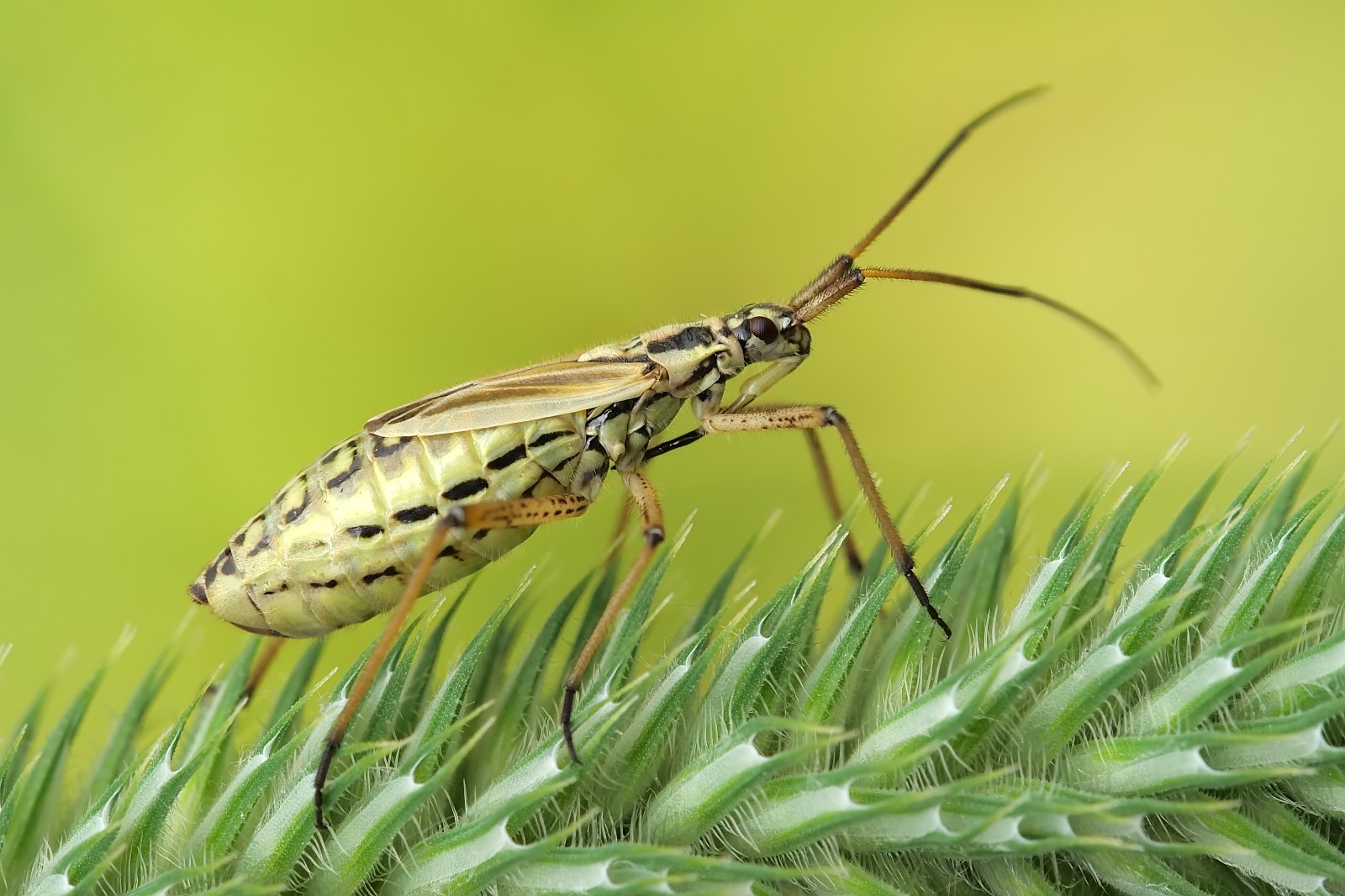 Nazwa:  51761100567_4e607d8b23_o.jpg
Wyświetleń: 160
Rozmiar:  281,5 KB