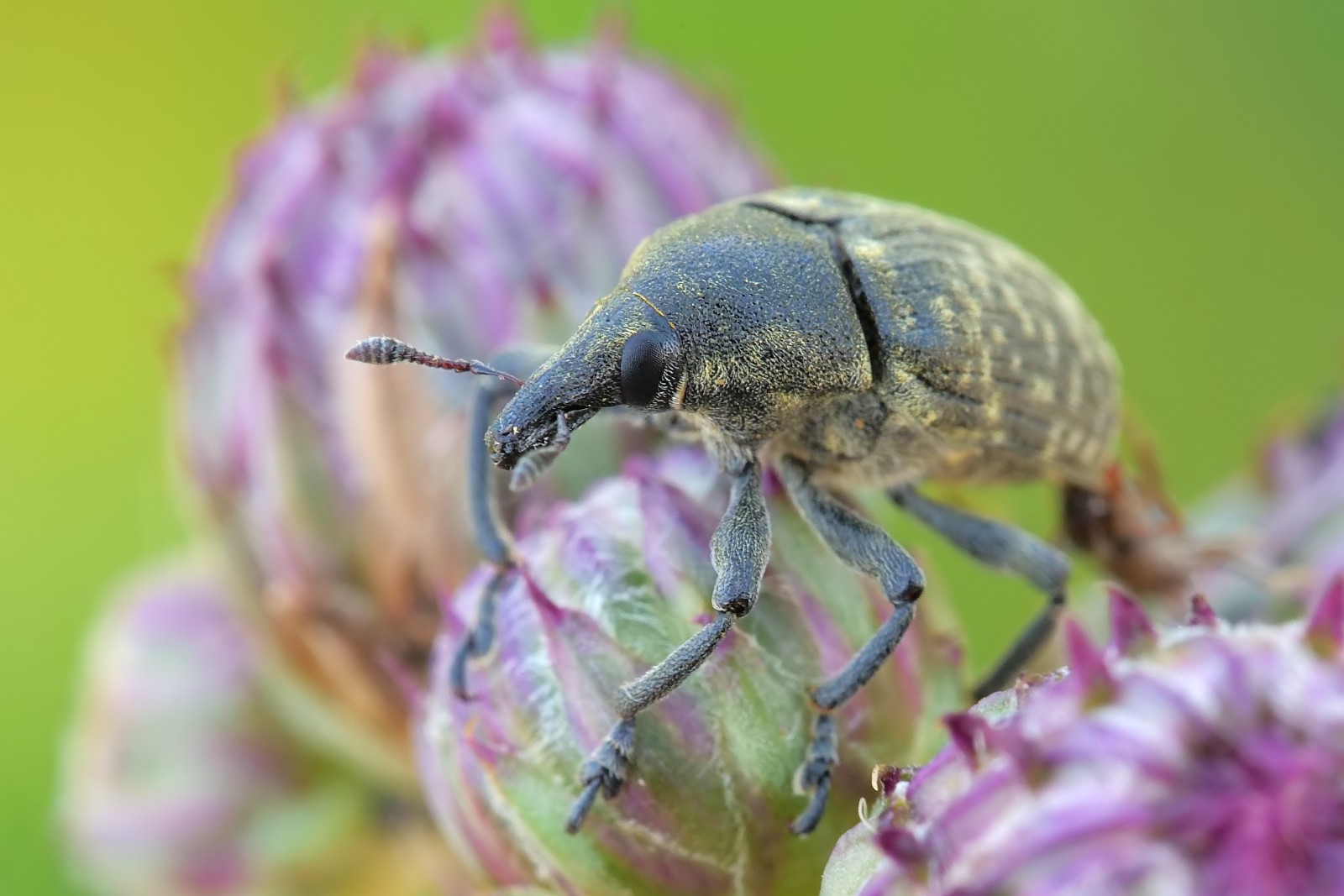 Nazwa:  51770260576_09ed0d2eb2_o.jpg
Wyświetleń: 139
Rozmiar:  202,2 KB