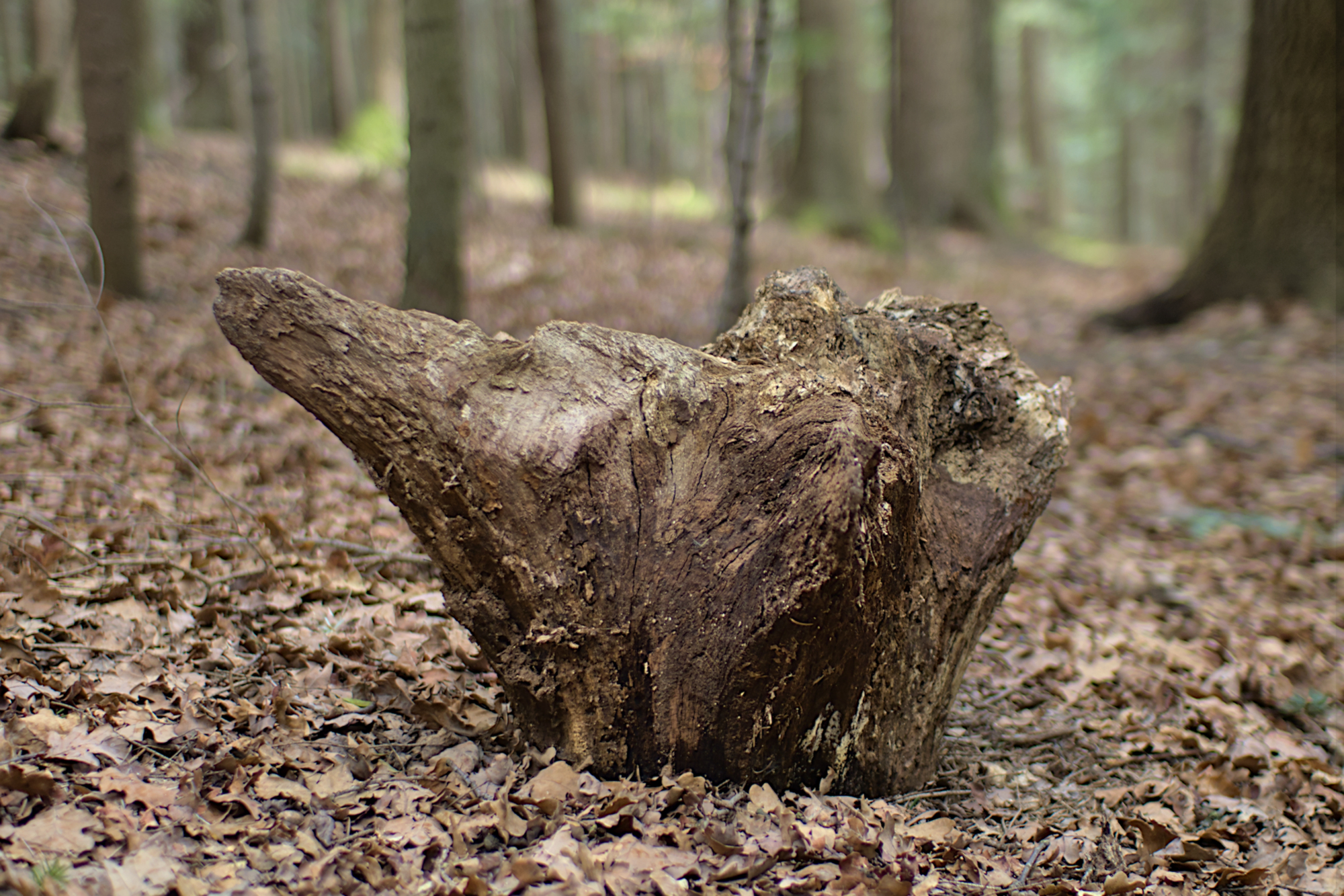 Nazwa:  P2210168.jpg
Wyświetleń: 99
Rozmiar:  1,99 MB