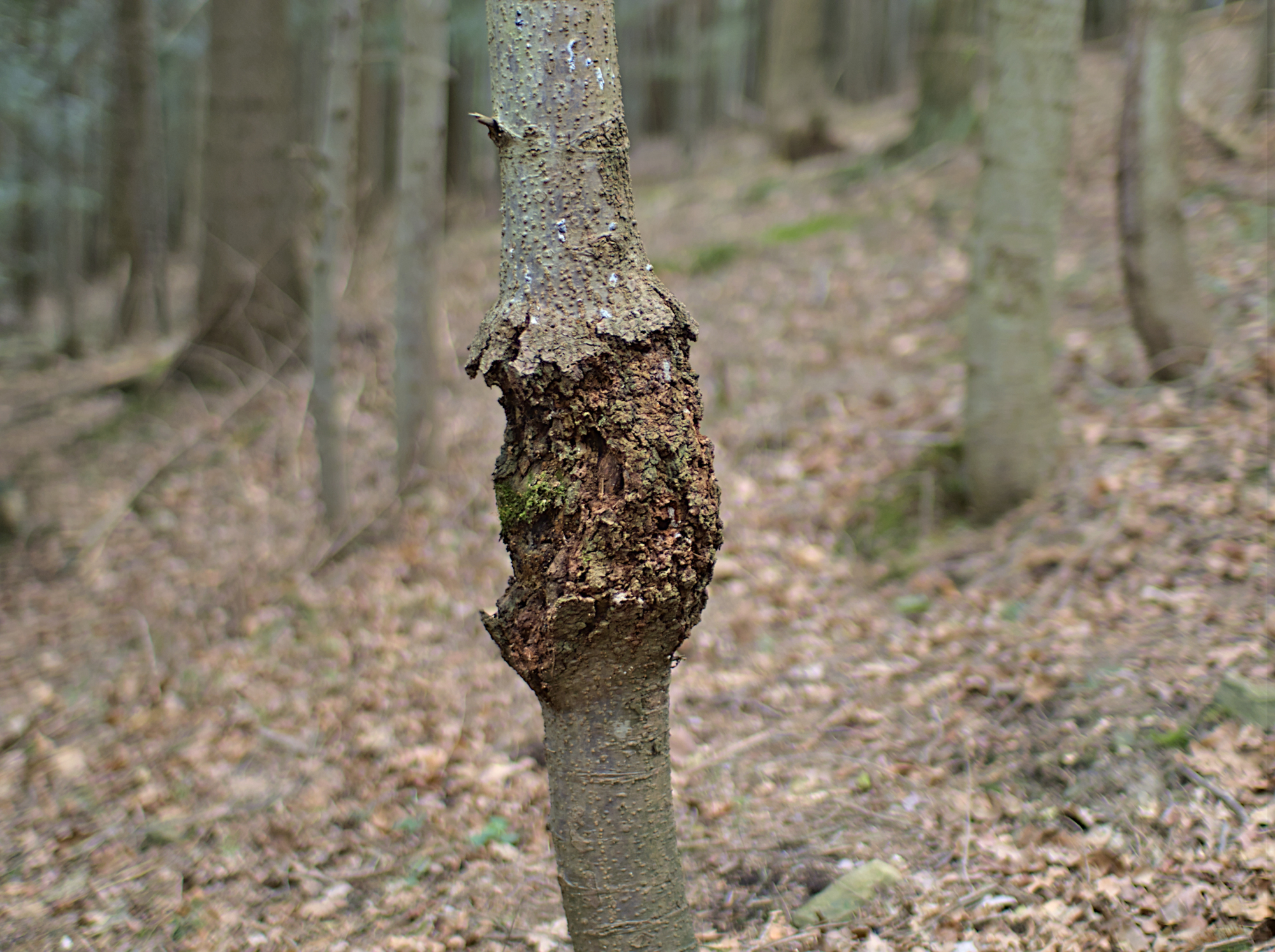 Nazwa:  P2210166.jpg
Wyświetleń: 96
Rozmiar:  1,97 MB
