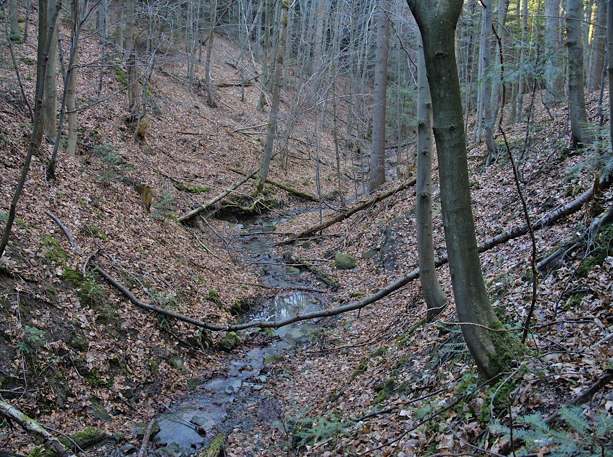 Nazwa:  P2240213.jpg
Wyświetleń: 188
Rozmiar:  1,96 MB