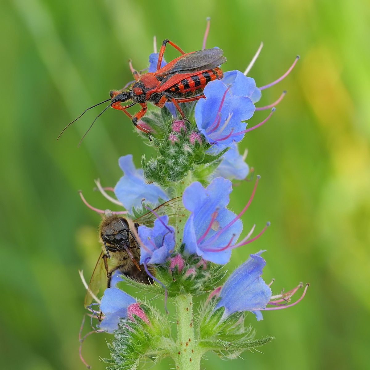 Nazwa:  51794995119_049270ef79_o.jpg
Wyświetleń: 152
Rozmiar:  226,8 KB