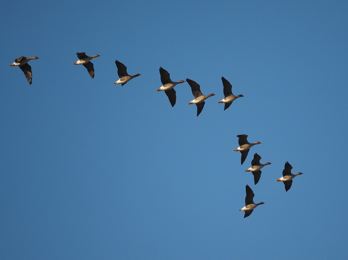 Nazwa:  P2270882_1 (2) (2).jpg
Wyświetleń: 320
Rozmiar:  330,5 KB