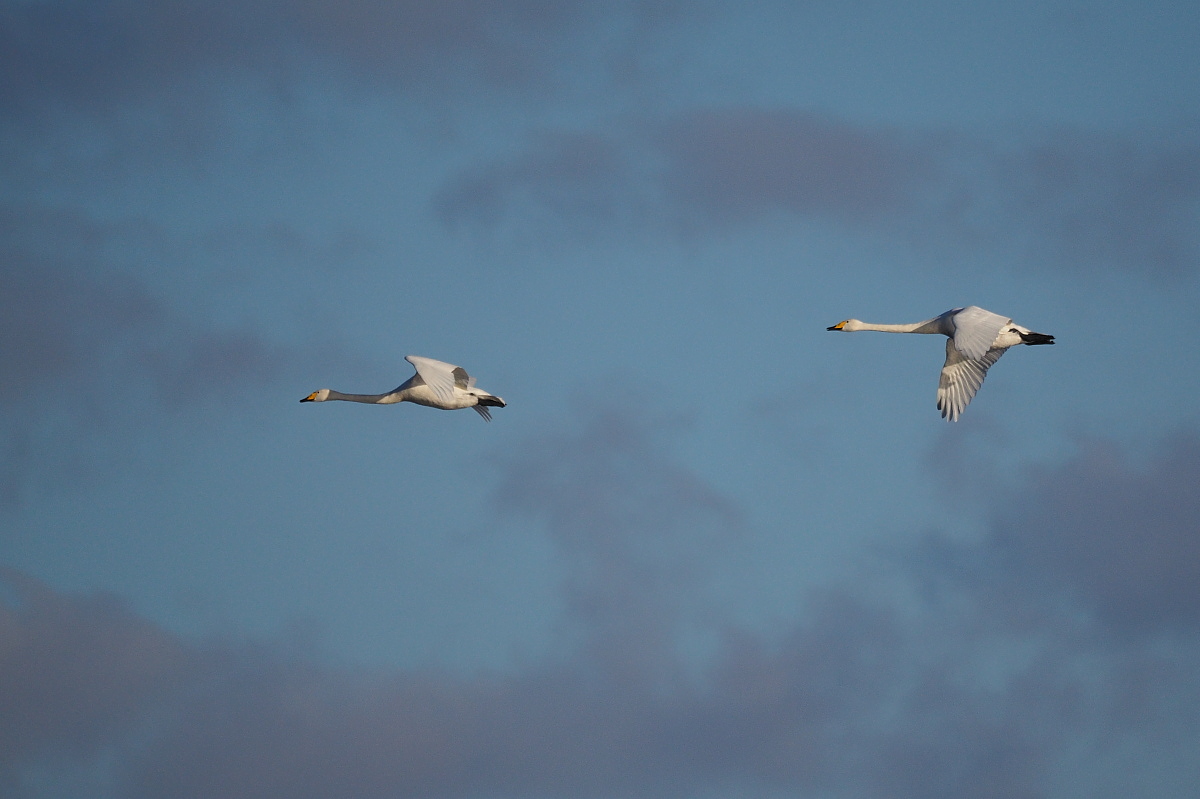 Nazwa:  P2270797_1 (2).jpg
Wyświetleń: 320
Rozmiar:  277,5 KB